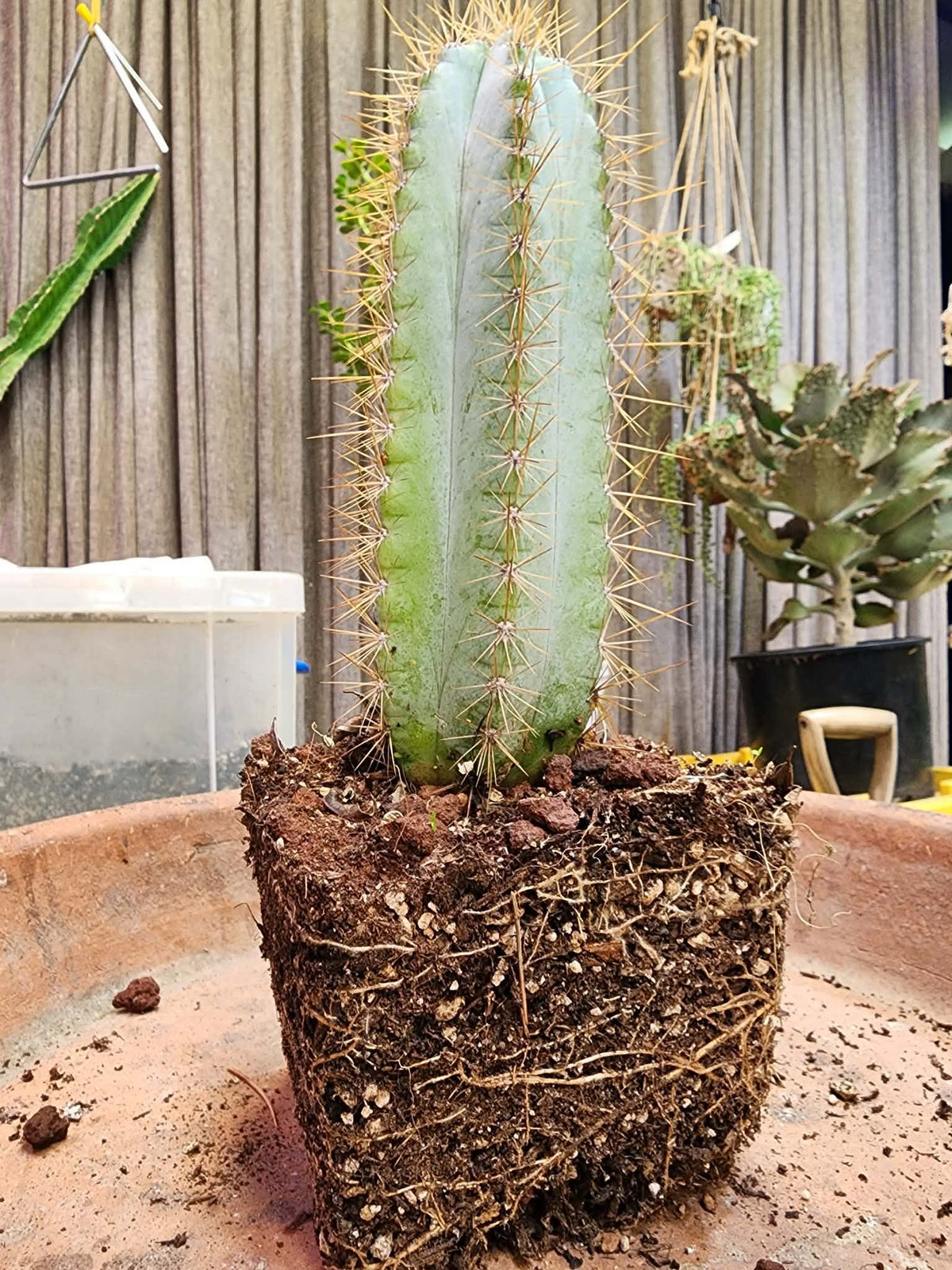 Pilosocereus Pachycladus