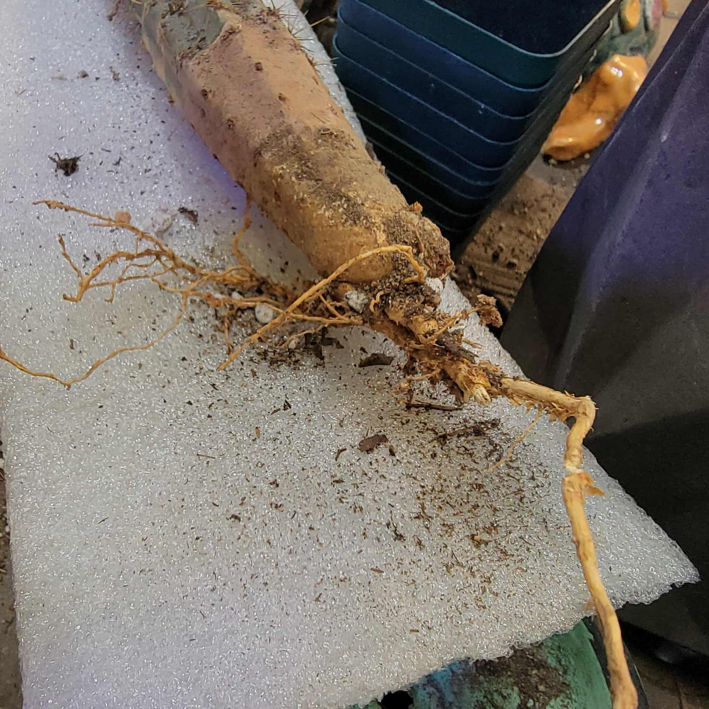 Pilosocereus Pachycladus variegata - Very Rare - 27" Tall!! Wish List!