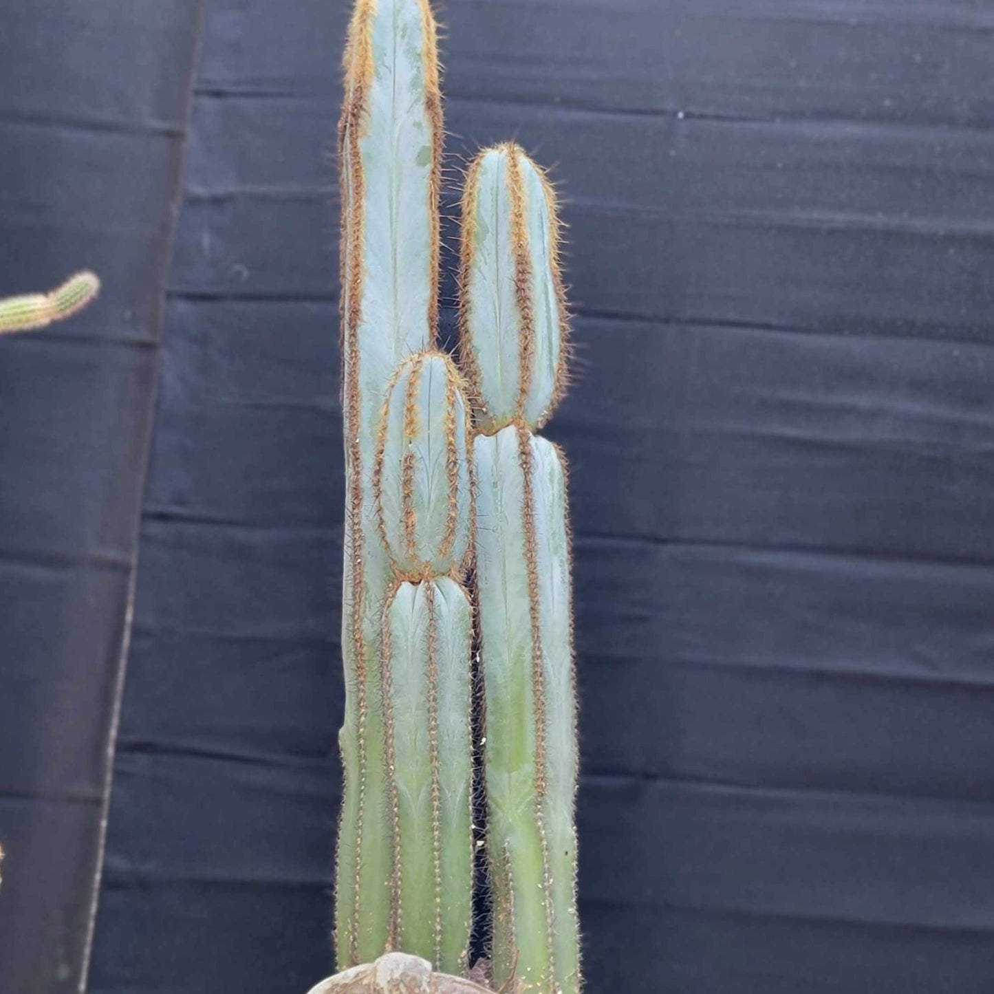 Pilosocereus Fulvilanatus - 3 Arms - 39" Tall!