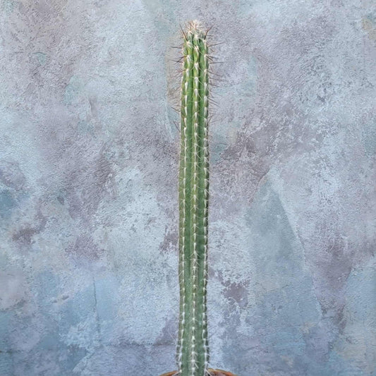 Pilosocereus leucocephalus - 3 Feet Tall!