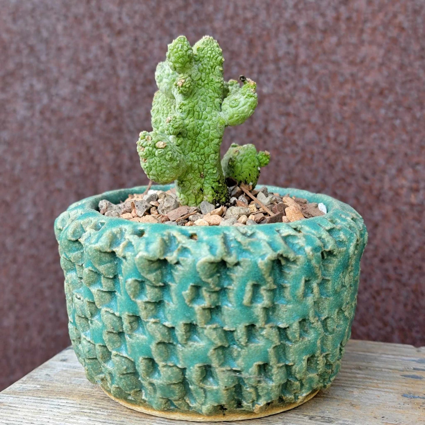 Pseudolithos Caput-Viperae - Snake Head - Viper Head