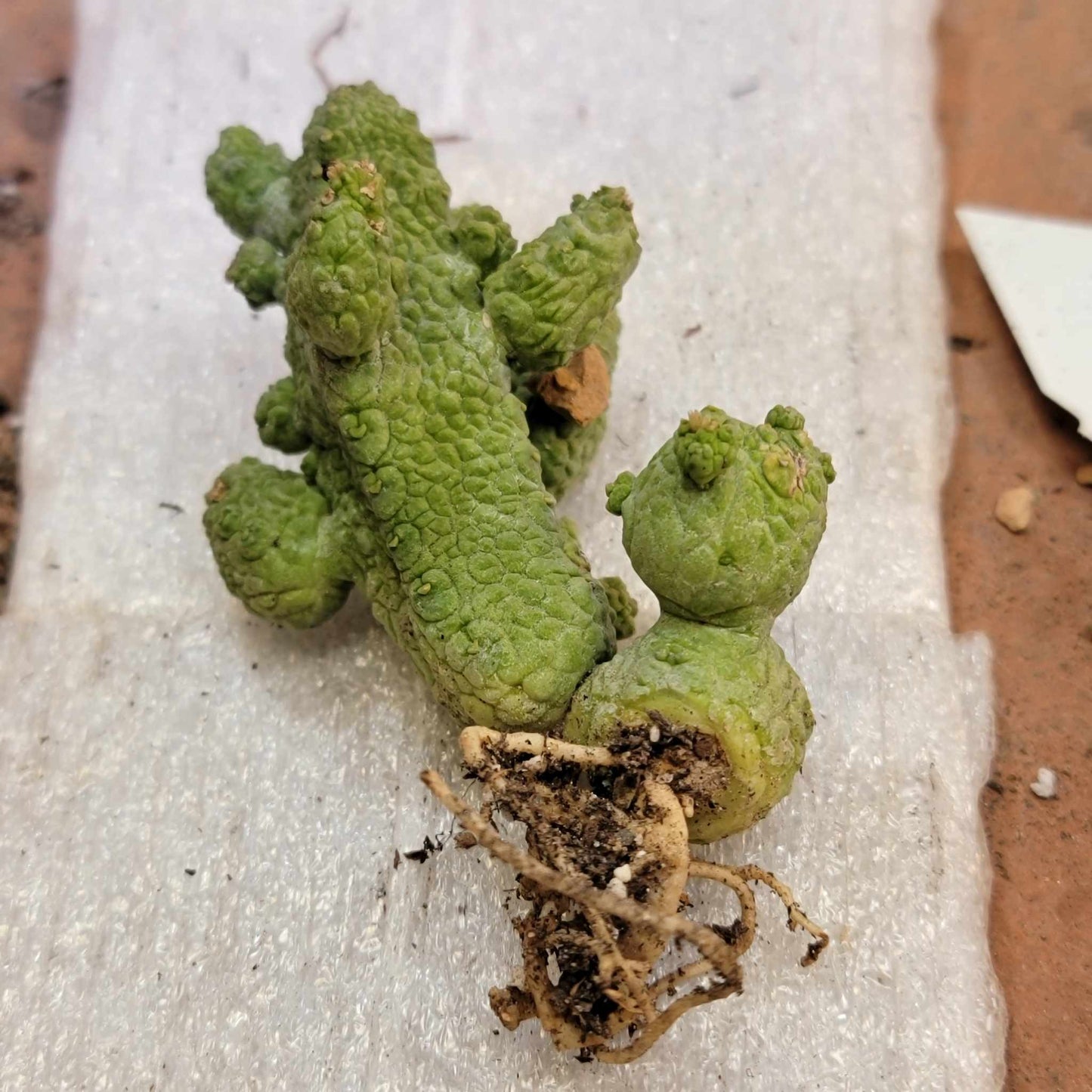 Pseudolithos Caput-Viperae - Snake Head - Viper Head