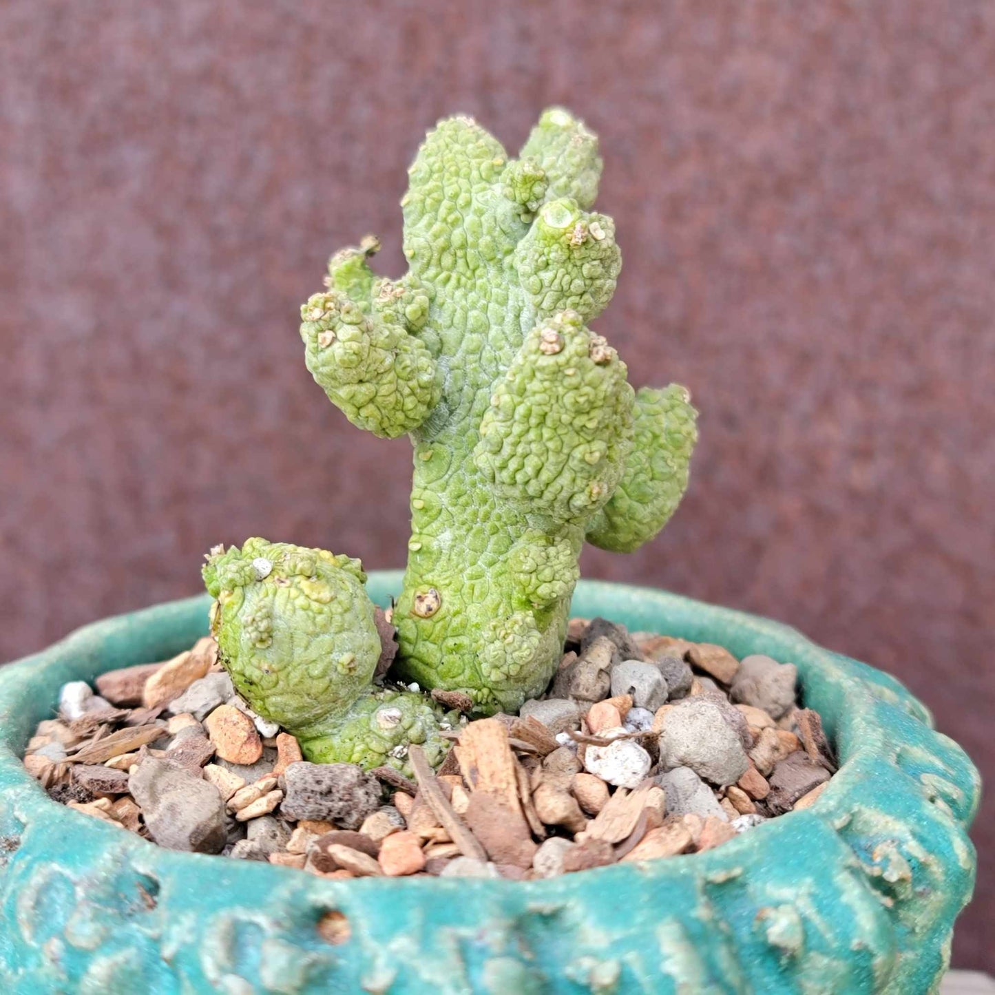 Pseudolithos Caput-Viperae - Snake Head - Viper Head
