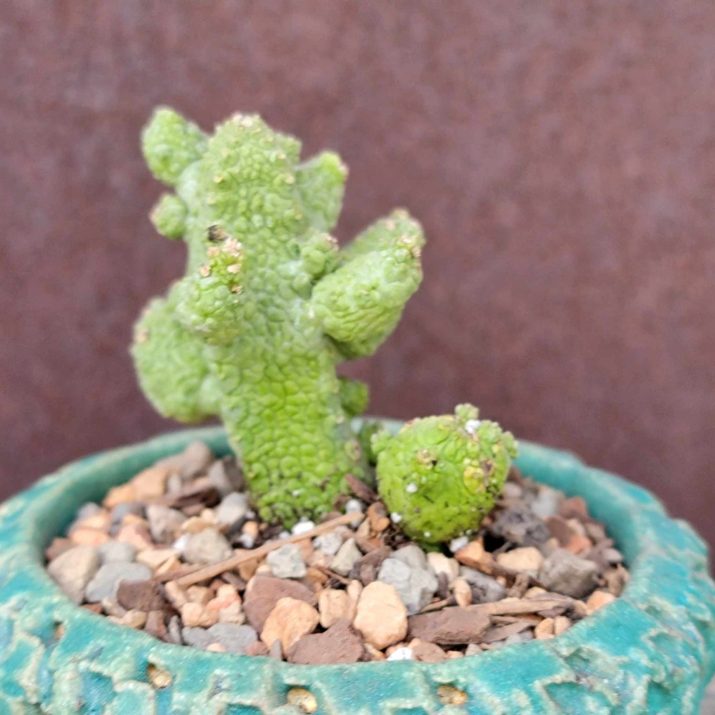 Pseudolithos Caput-Viperae - Snake Head - Viper Head