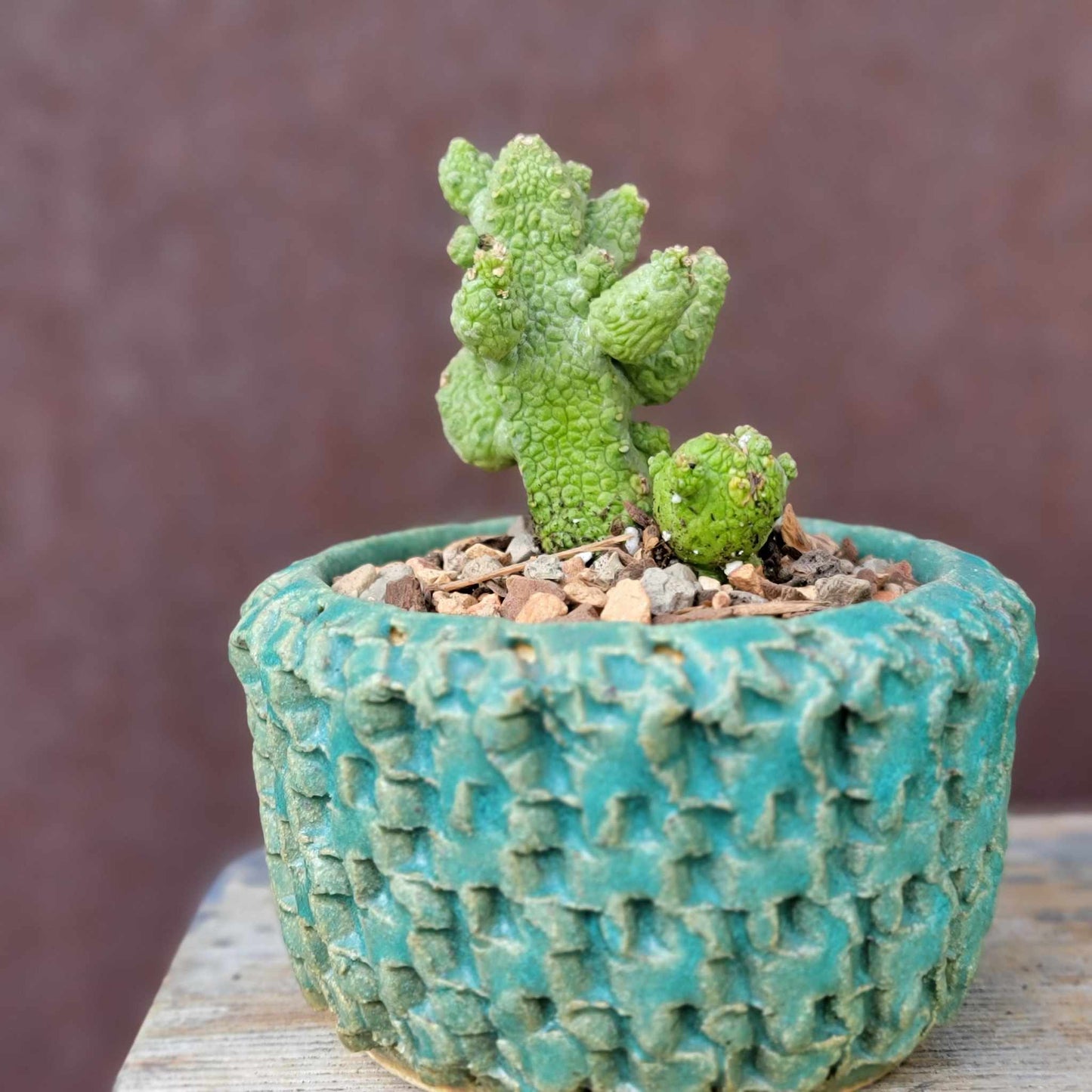 Pseudolithos Caput-Viperae - Snake Head - Viper Head
