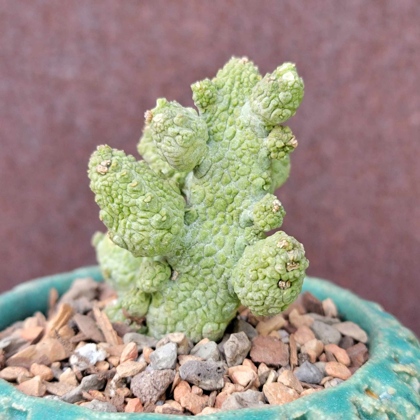 Pseudolithos Caput-Viperae - Snake Head - Viper Head