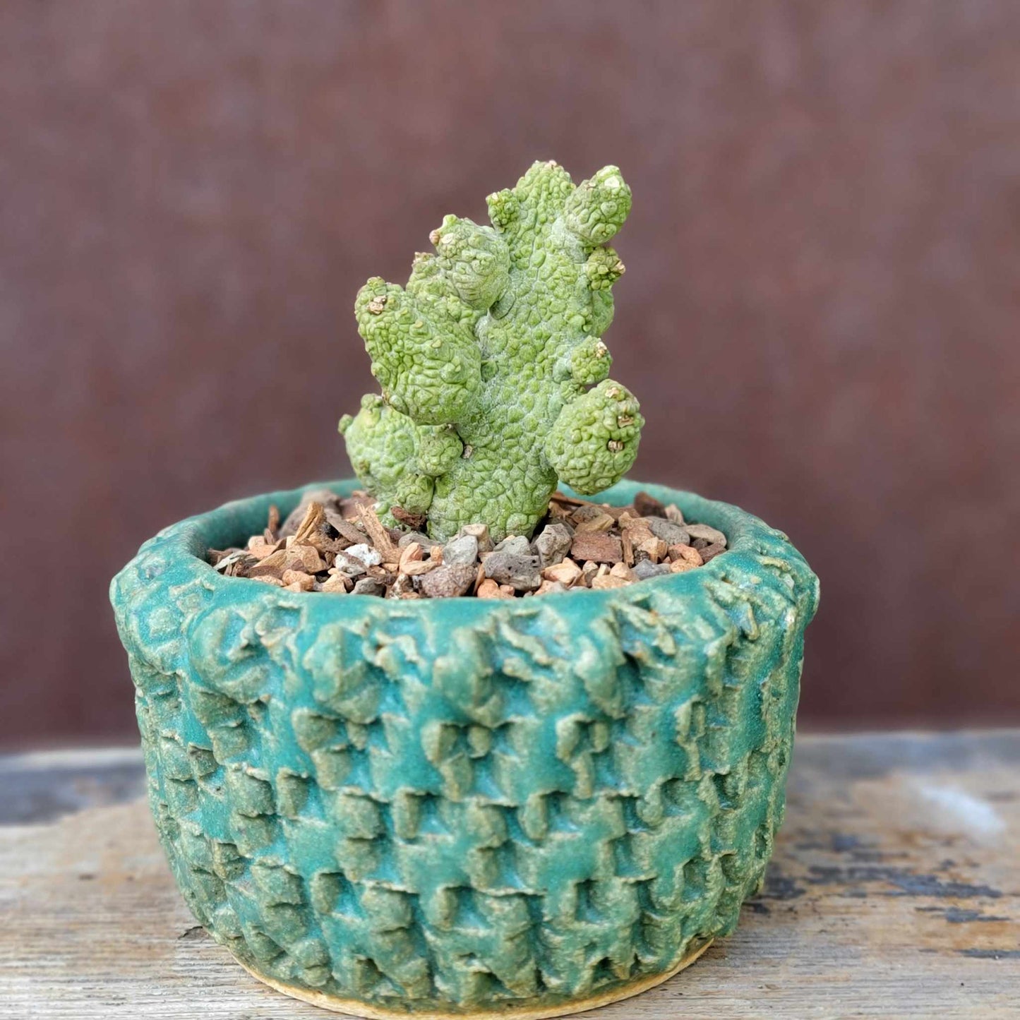 Pseudolithos Caput-Viperae - Snake Head - Viper Head