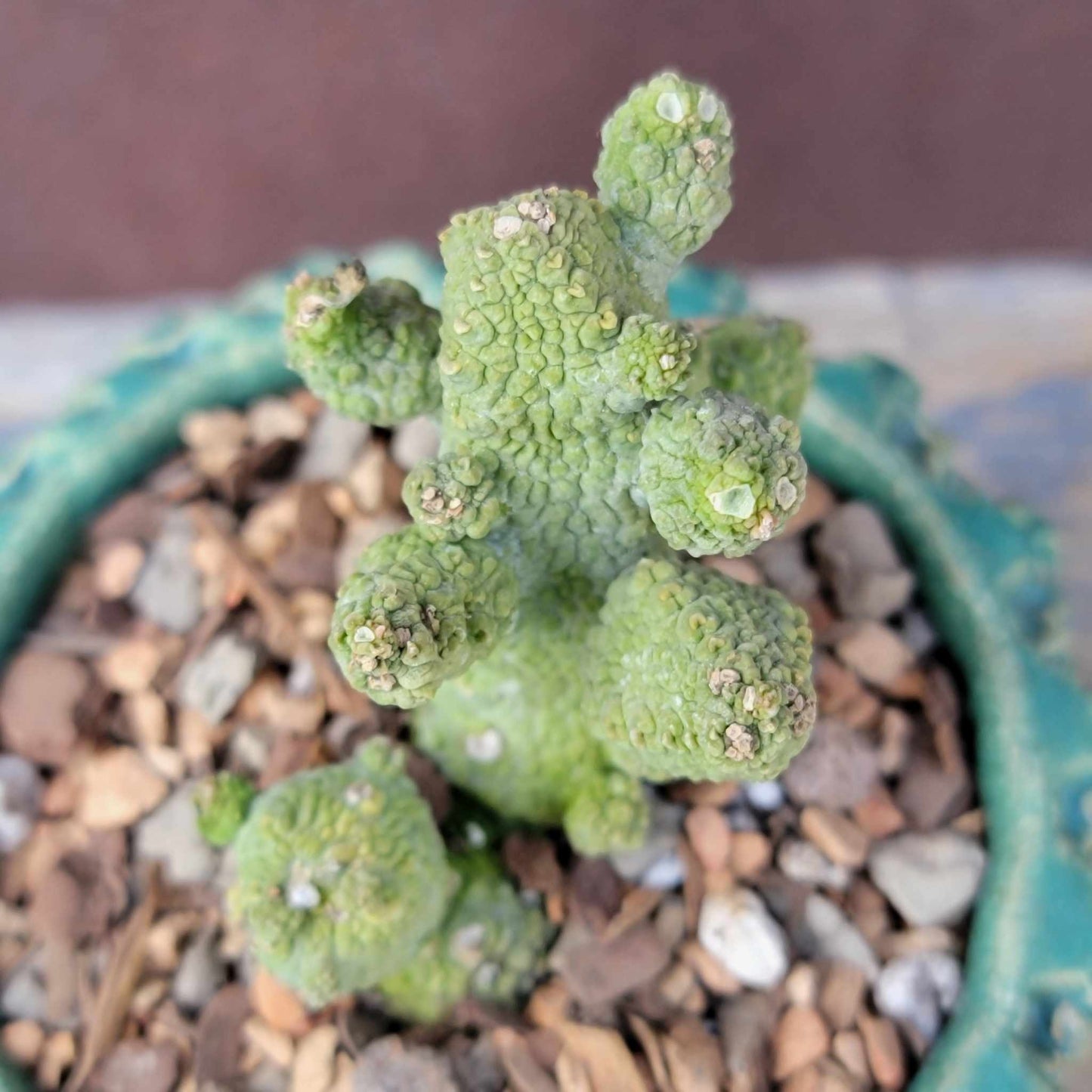 Pseudolithos Caput-Viperae - Snake Head - Viper Head