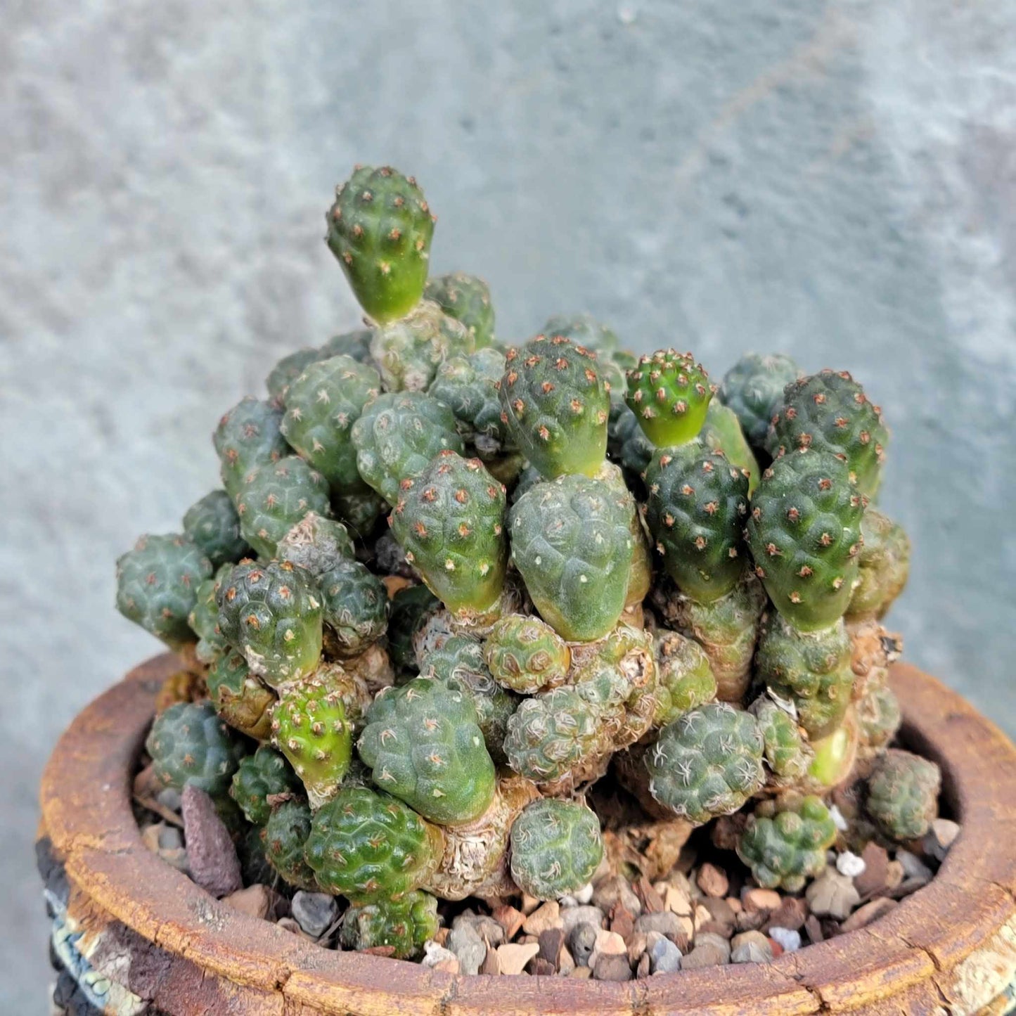Puna Bonnieae