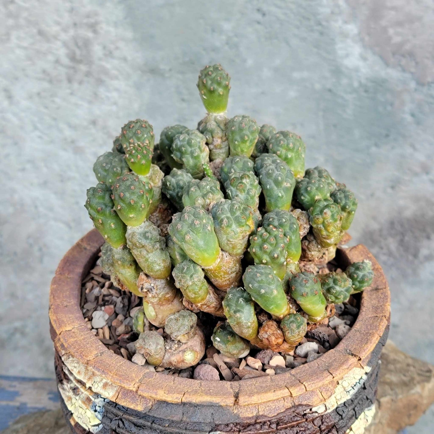 Puna Bonnieae
