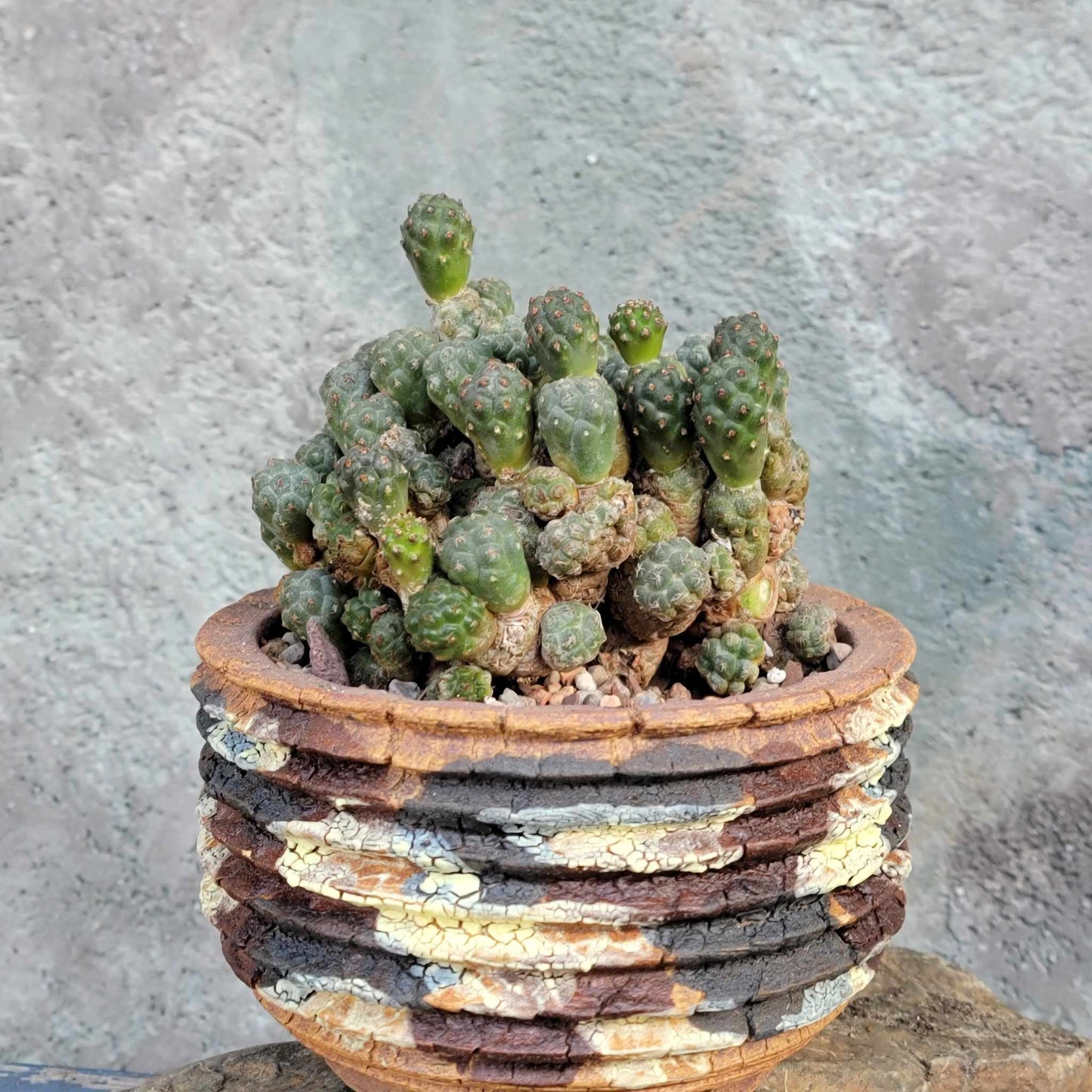 Puna Bonnieae