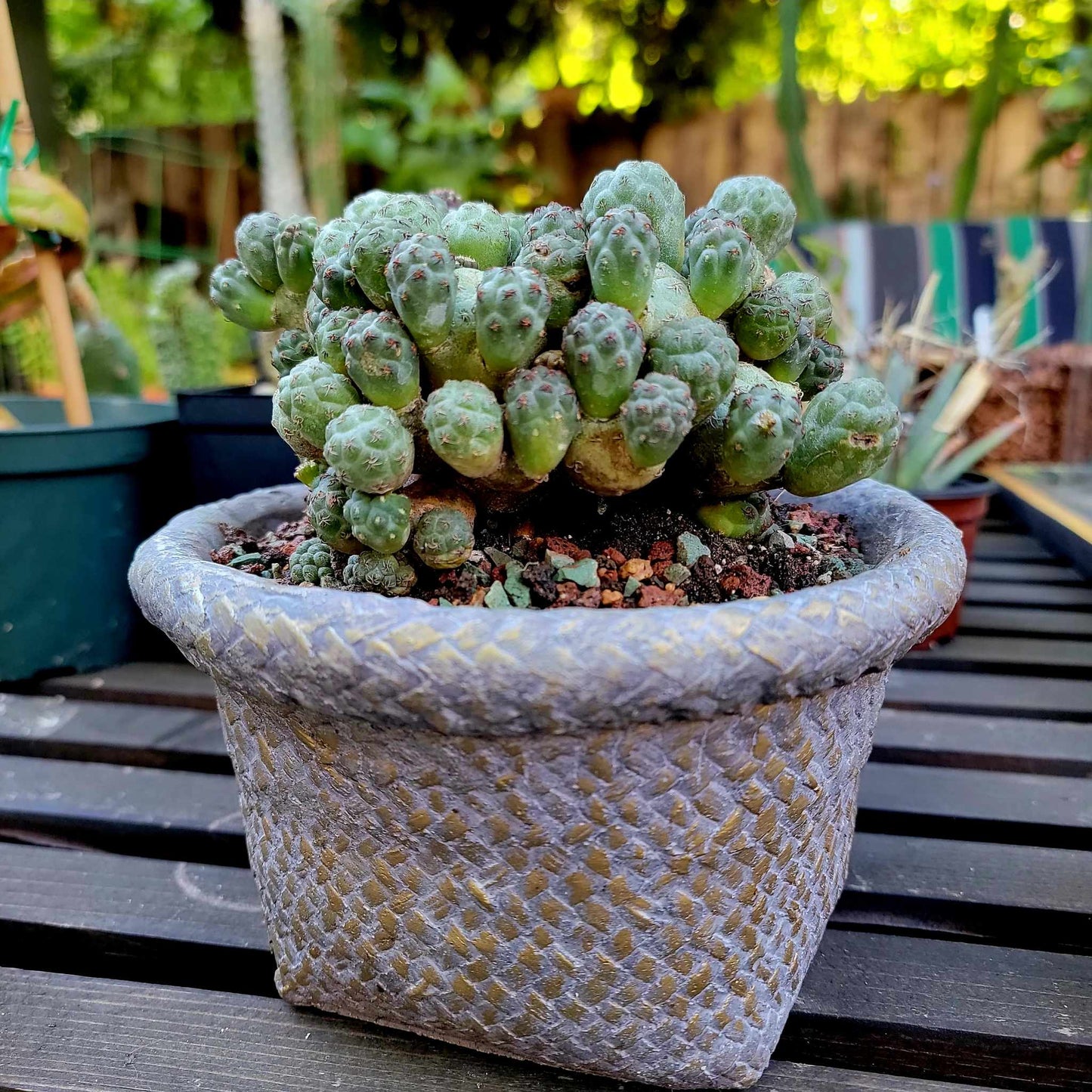 Cement Basket Planter