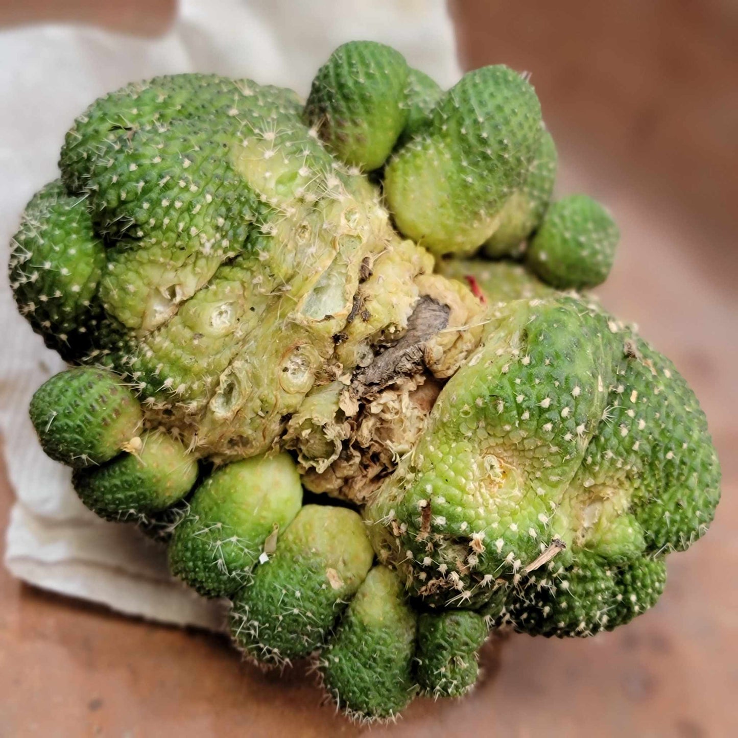 Rebutia krainziana cv. inermis cristata - XL