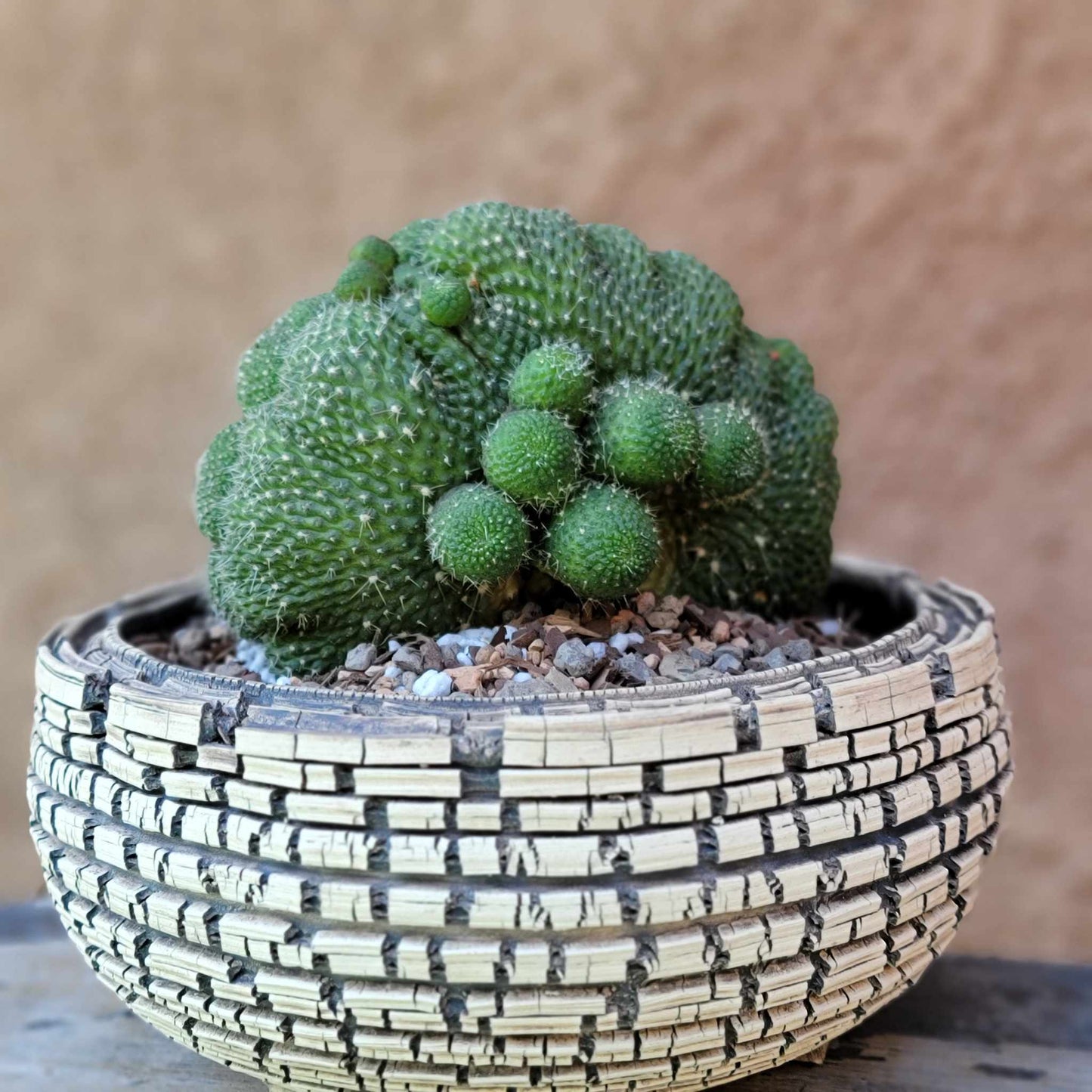 Rebutia krainziana cv. inermis cristata - XL