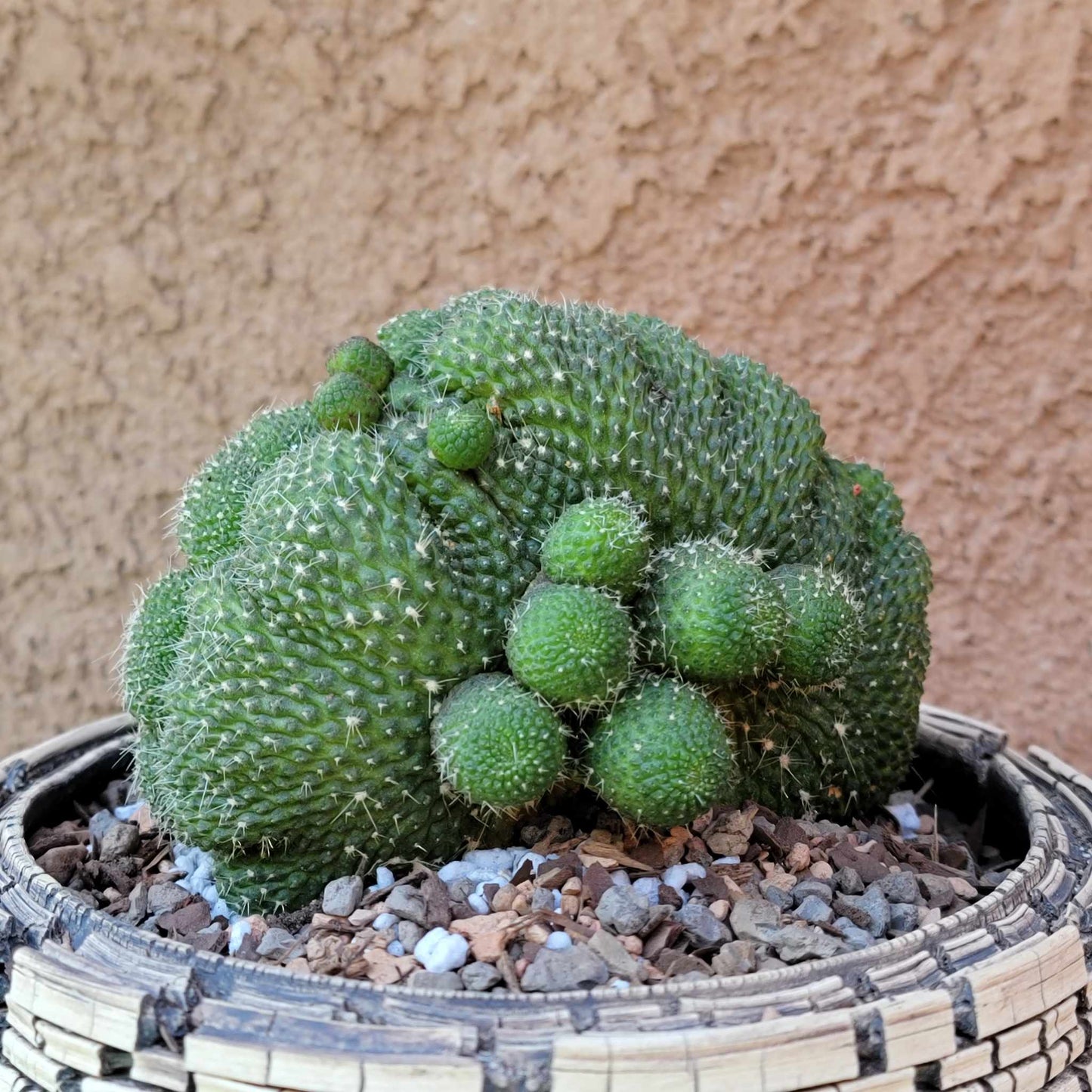 Rebutia krainziana cv. inermis cristata - XL