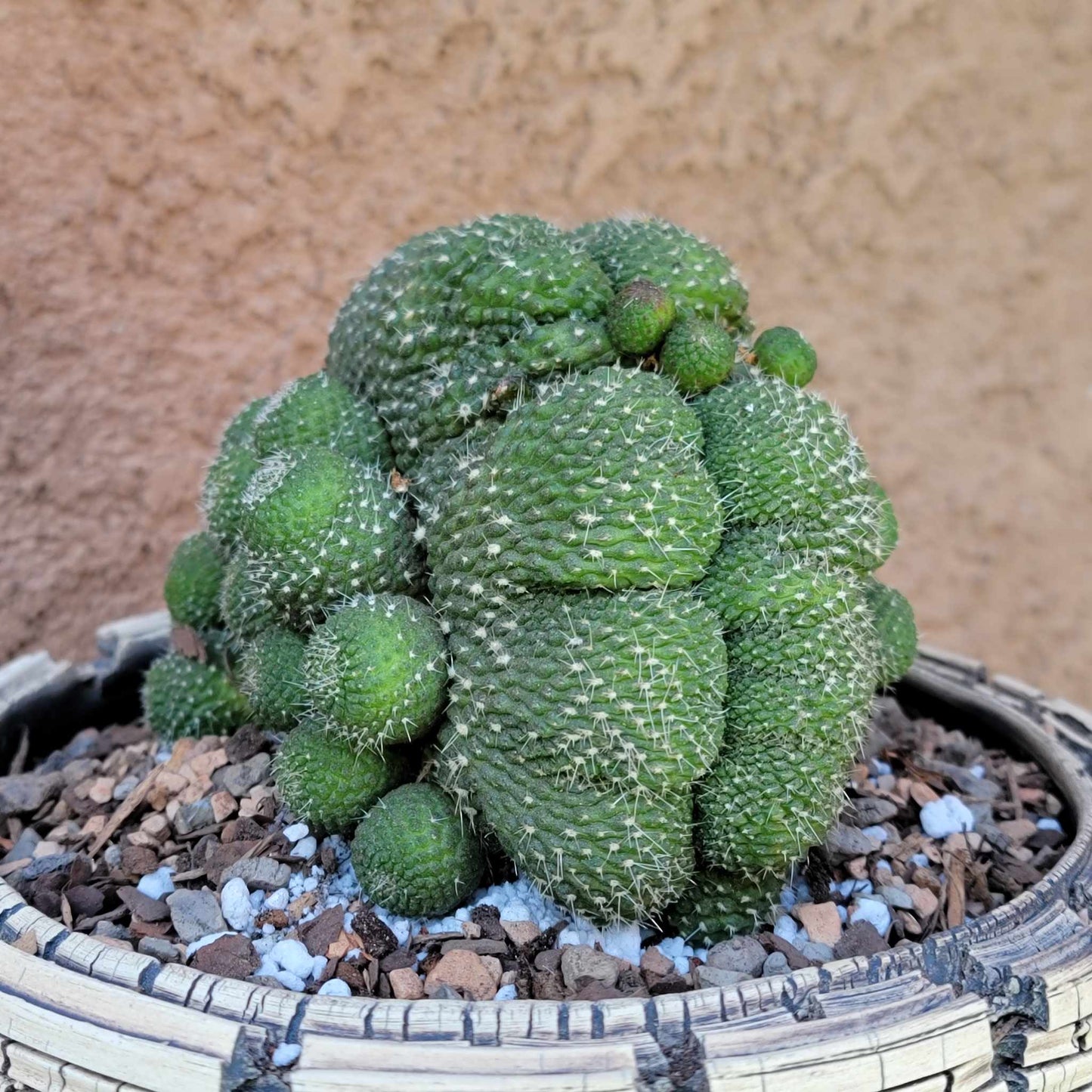Rebutia krainziana cv. inermis cristata - XL