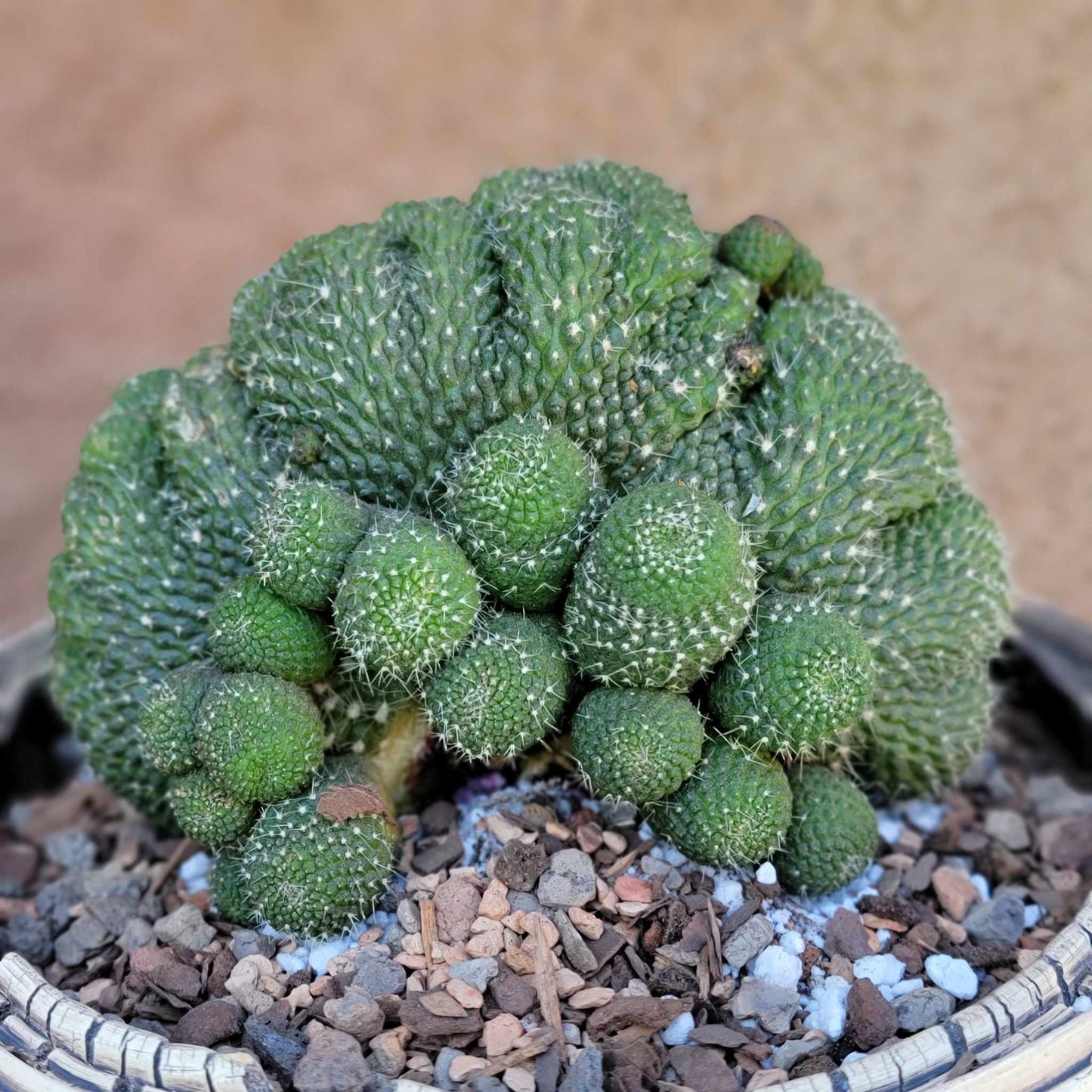 Rebutia krainziana cv. inermis cristata - XL