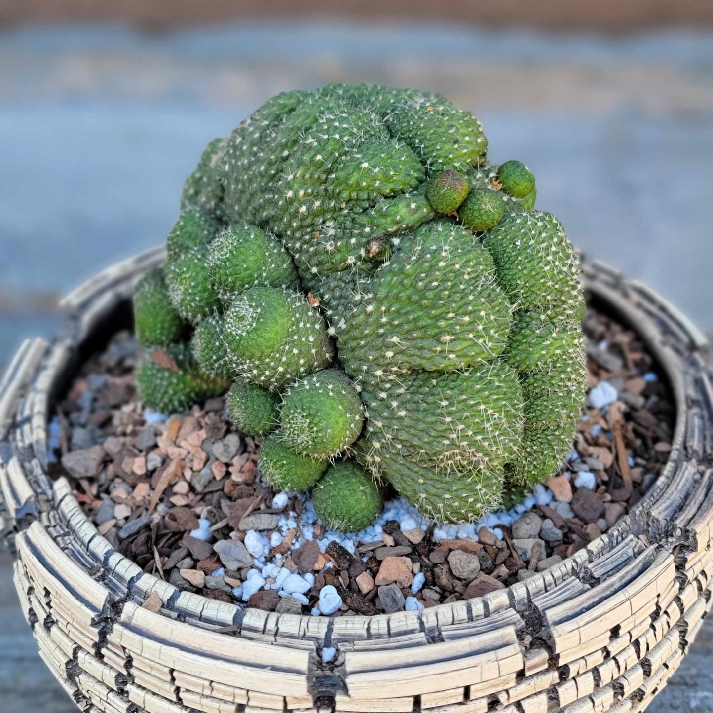 Rebutia krainziana cv. inermis cristata - XL