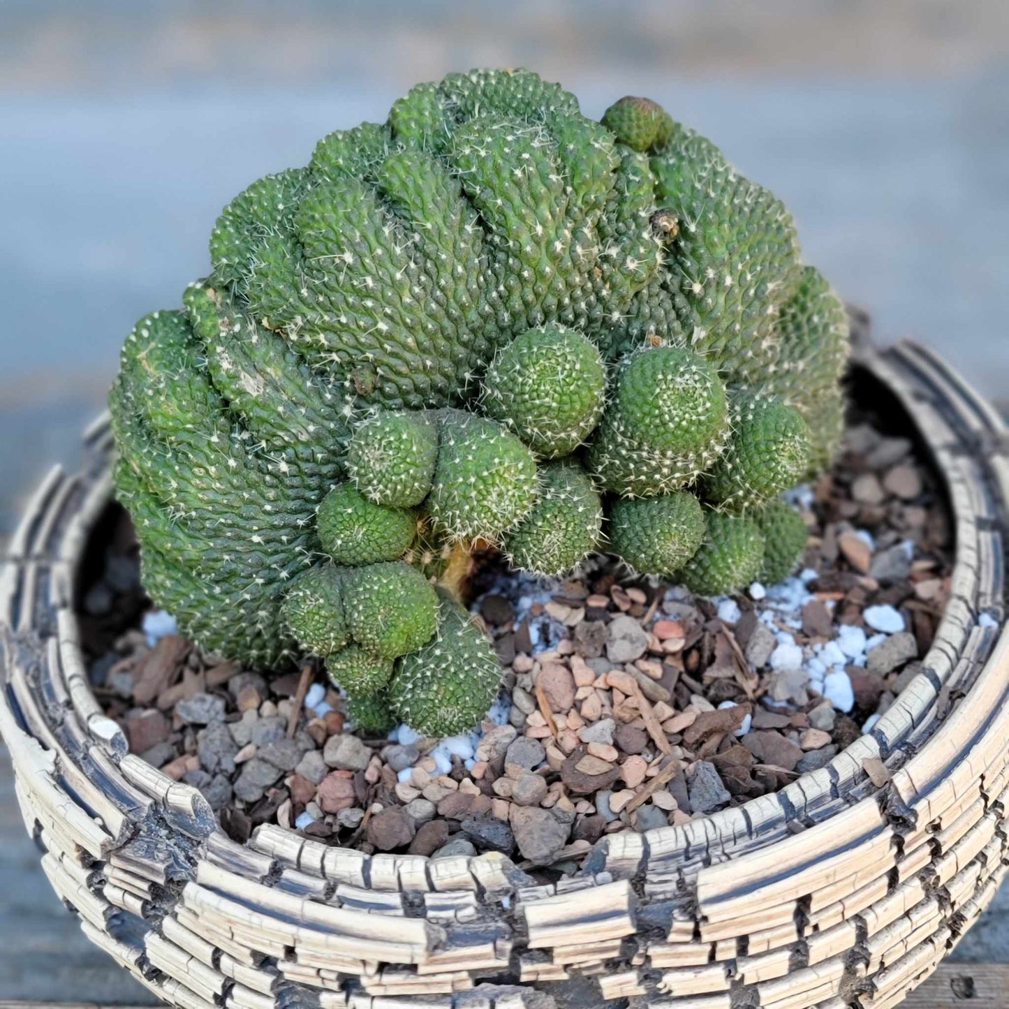 Rebutia krainziana cv. inermis cristata - XL