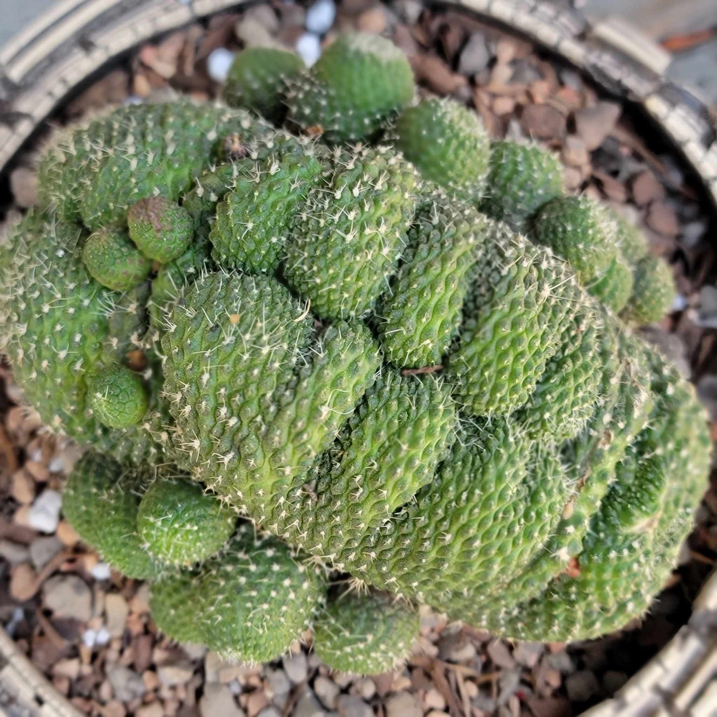 Rebutia krainziana cv. inermis cristata - XL