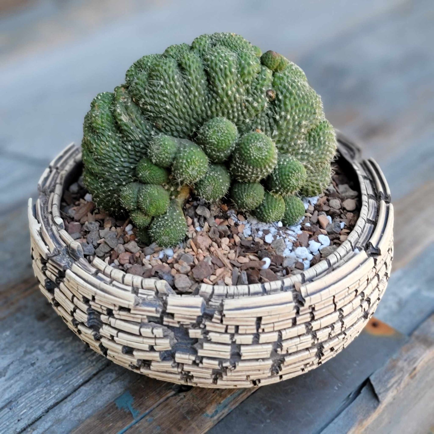 Rebutia krainziana cv. inermis cristata - XL