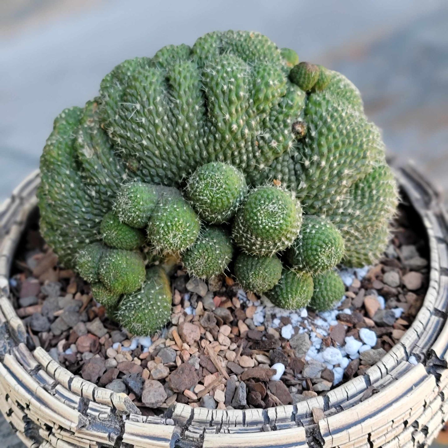 Rebutia krainziana cv. inermis cristata - XL