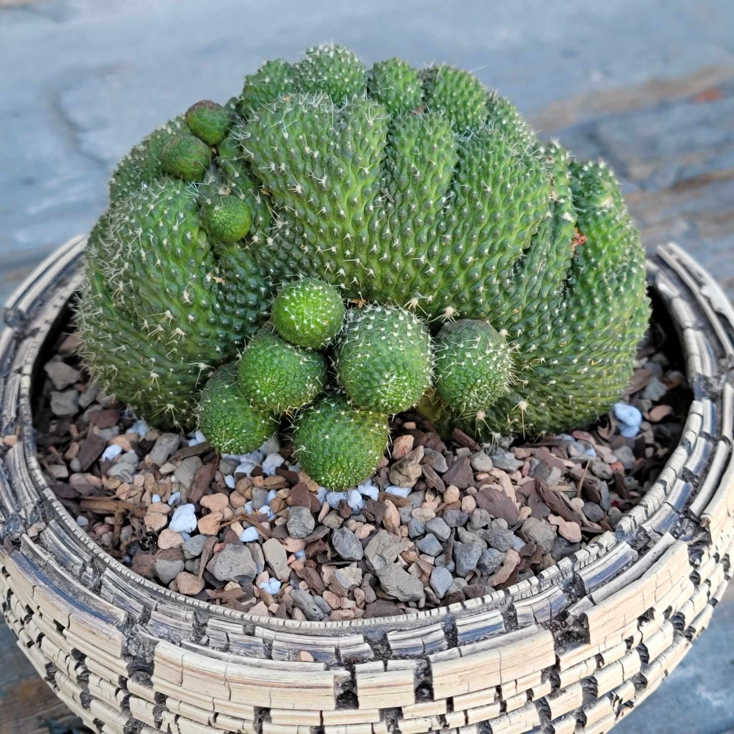 Rebutia krainziana cv. inermis cristata - XL