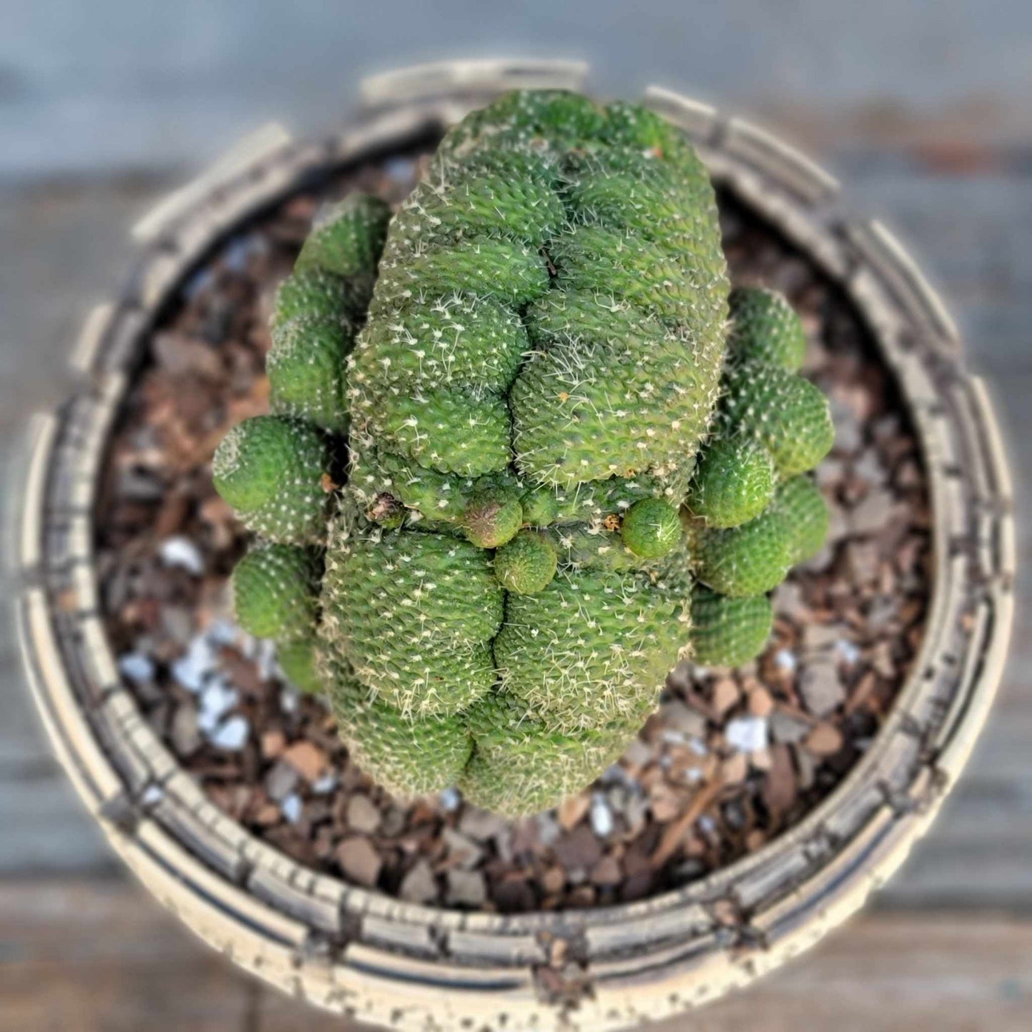 Rebutia krainziana cv. inermis cristata - XL