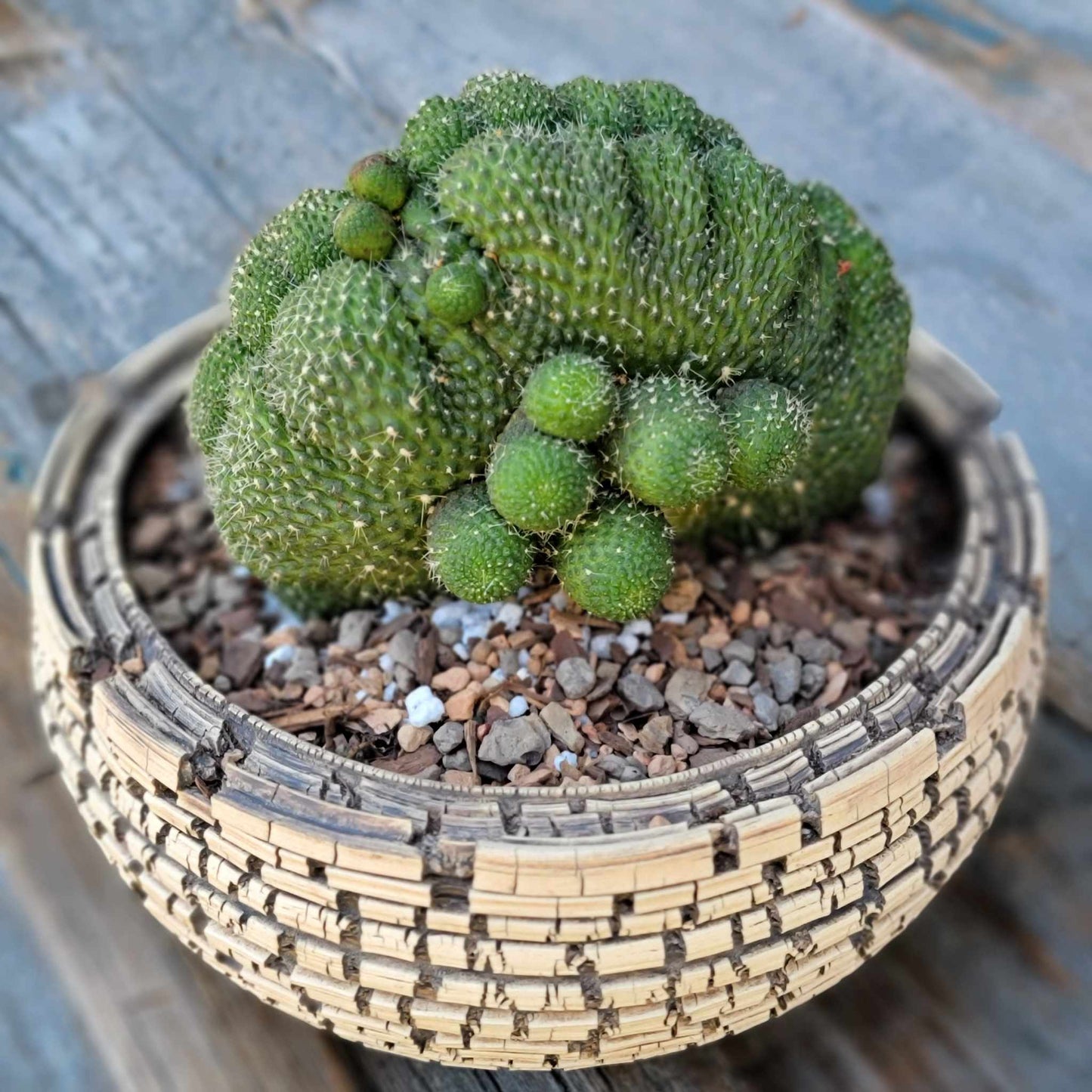Rebutia krainziana cv. inermis cristata - XL