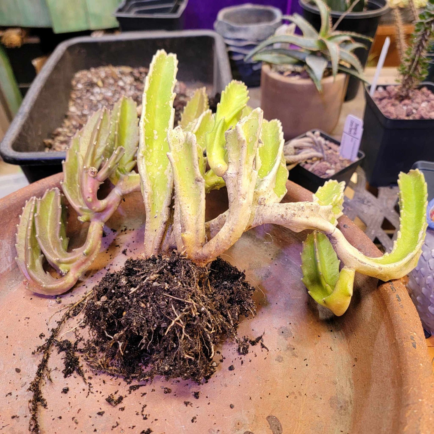 Stapelia gigantea - Carrion Plant