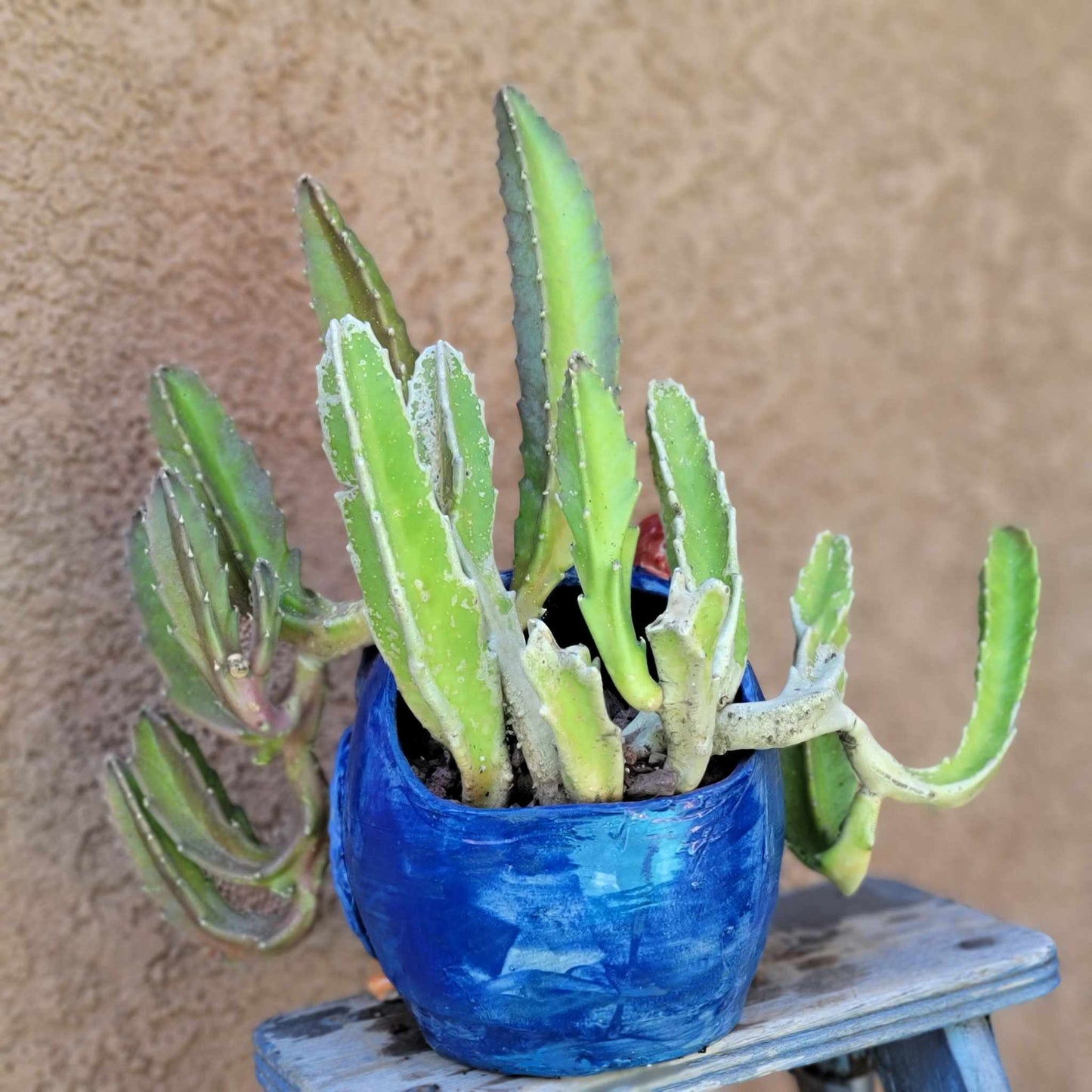 Stapelia gigantea - Carrion Plant