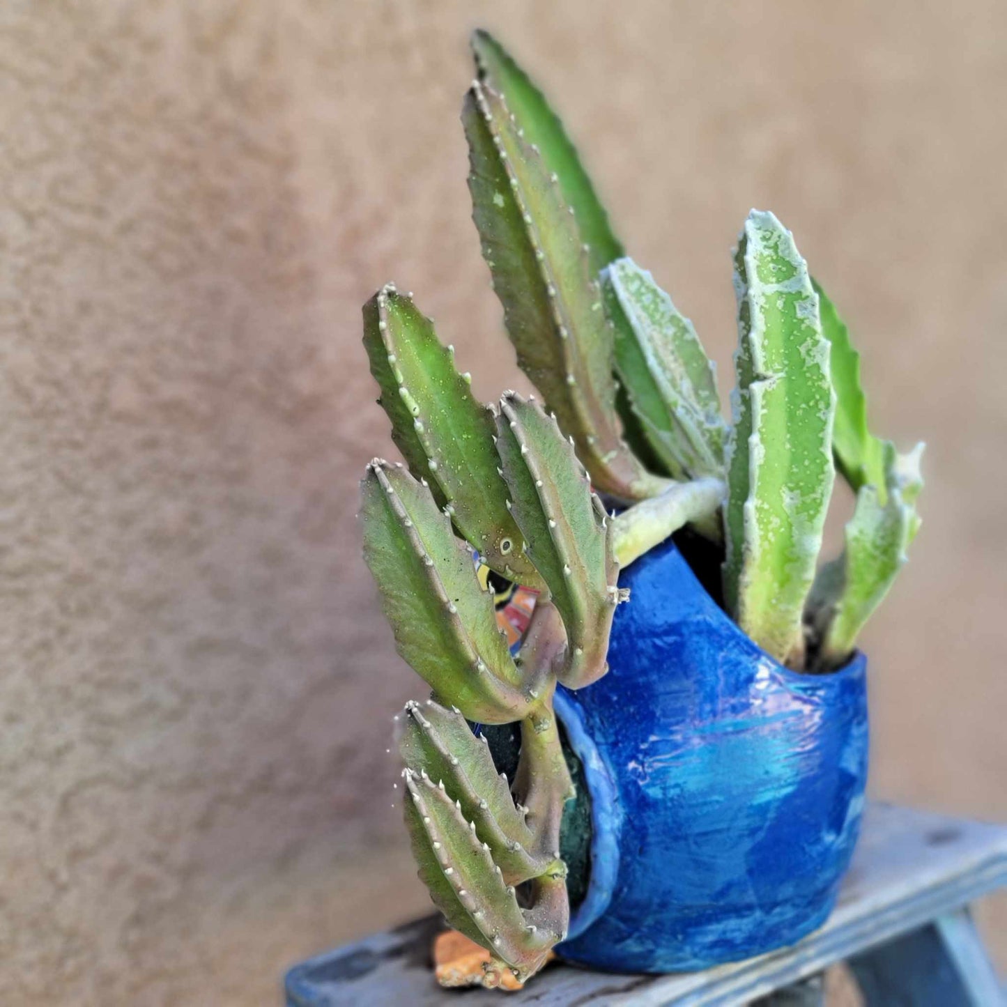 Stapelia gigantea - Carrion Plant