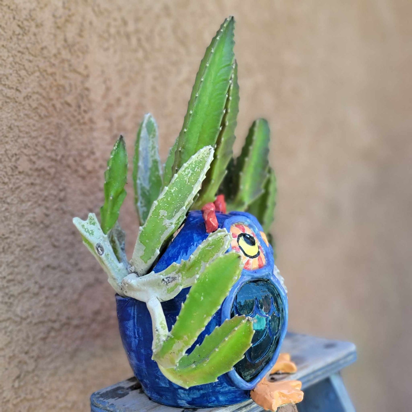 Stapelia gigantea - Carrion Plant