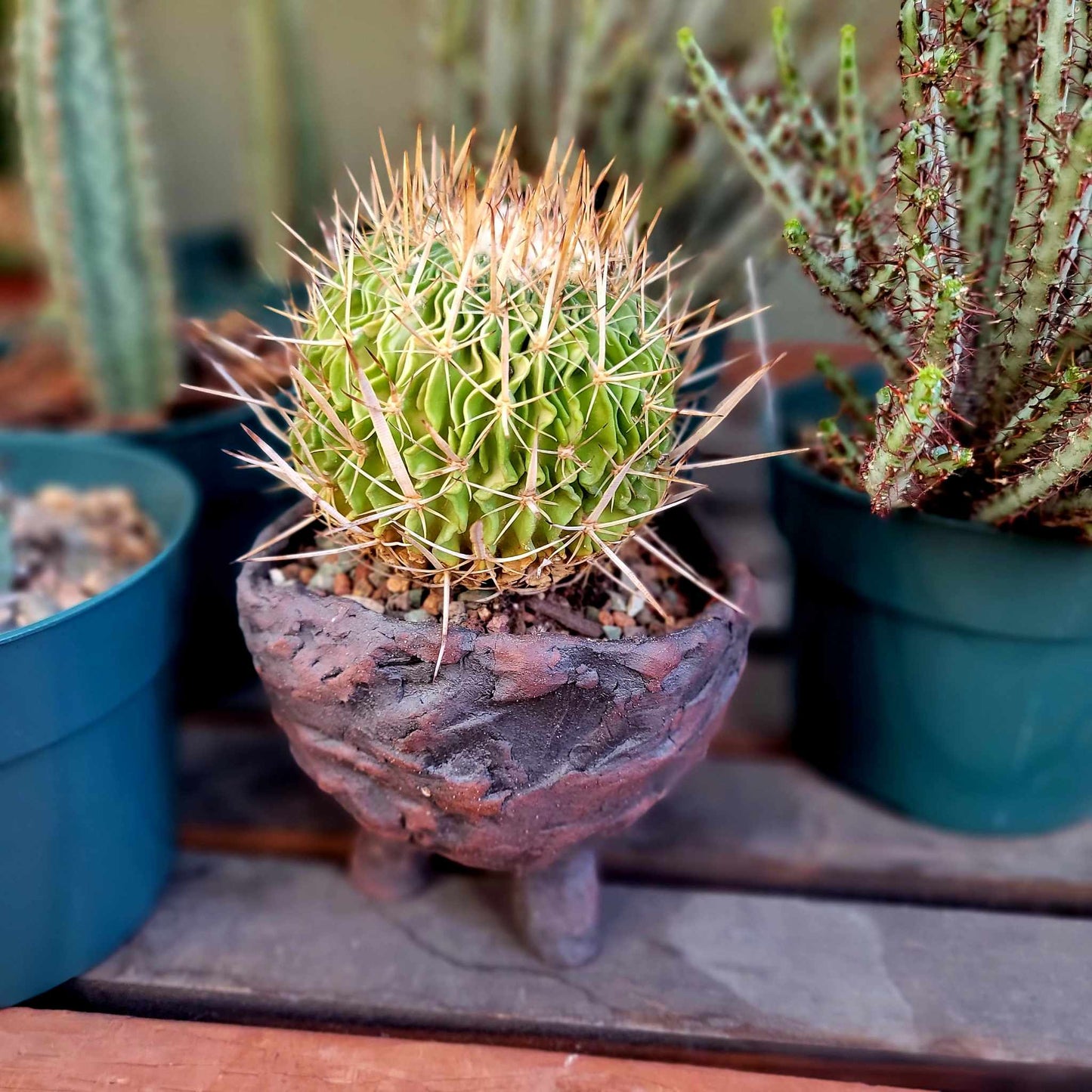Stenocactus Lamellosus