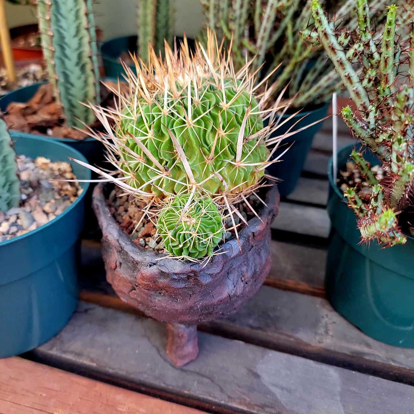 Stenocactus Lamellosus