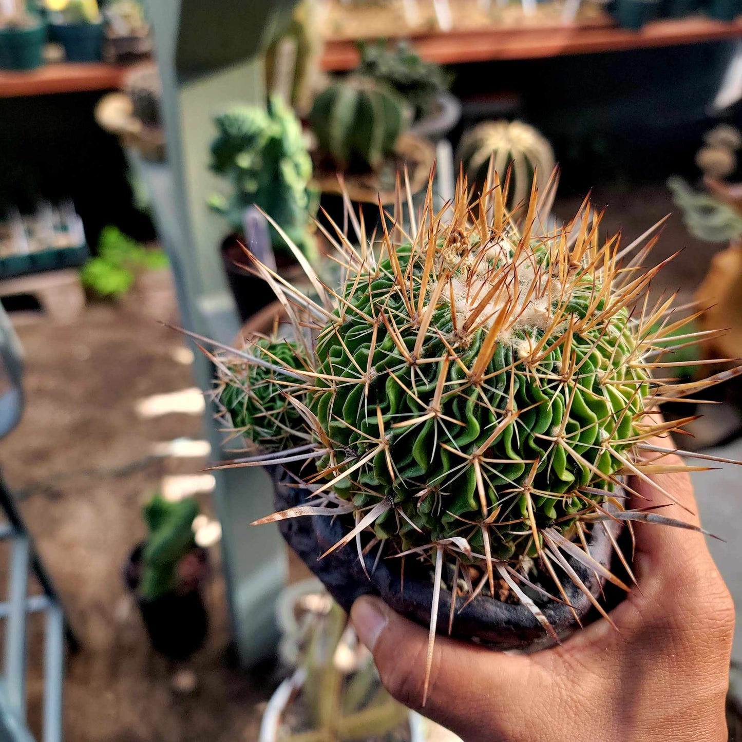 Stenocactus Lamellosus