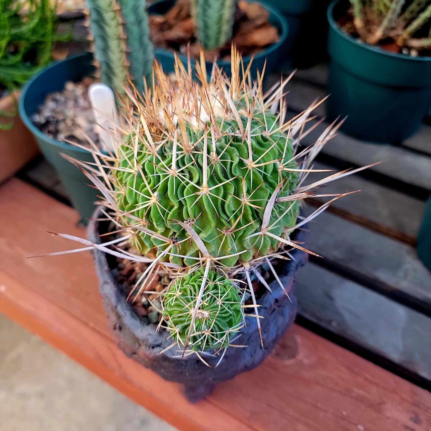 Stenocactus Lamellosus