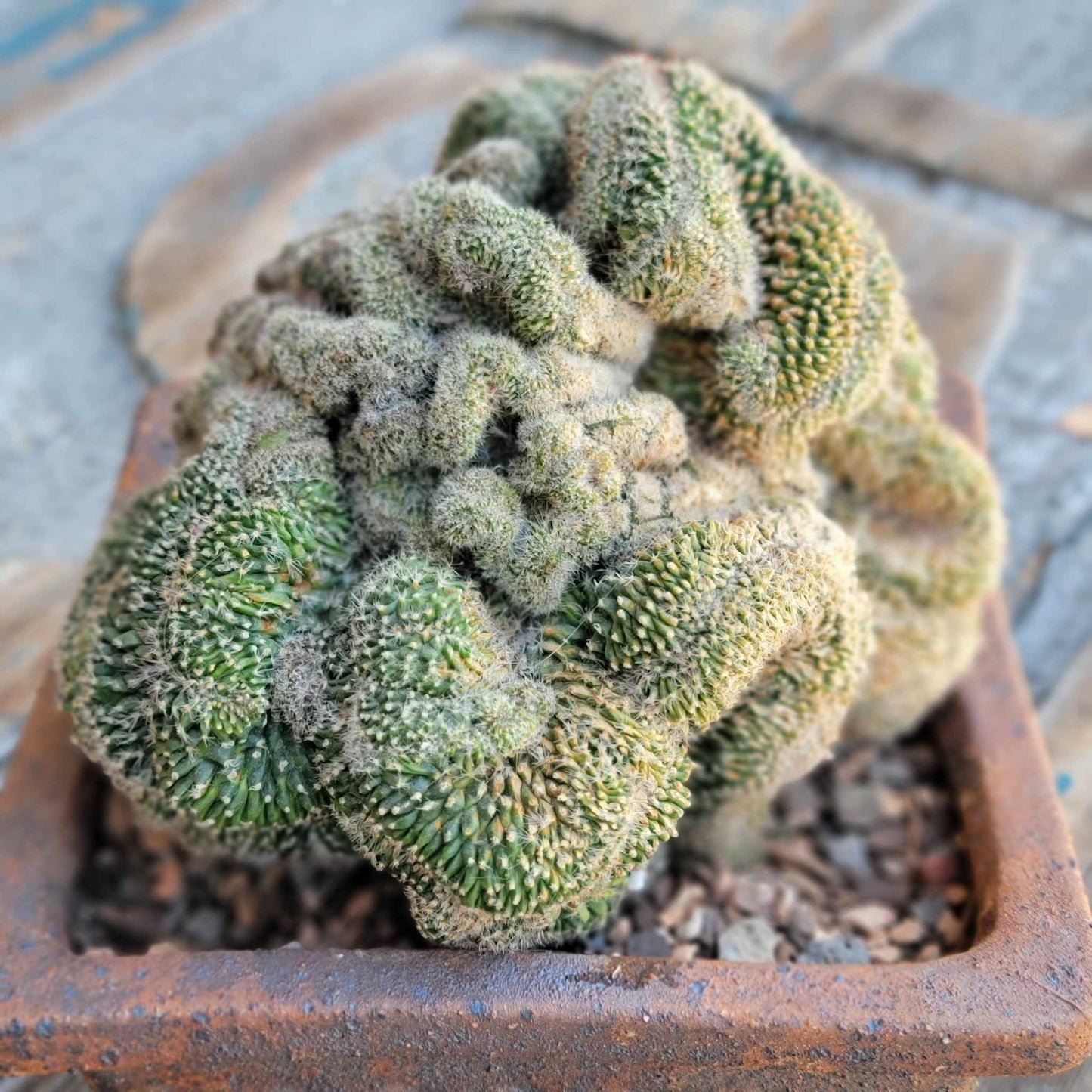 Stenocactus guerraianus f. cristatus