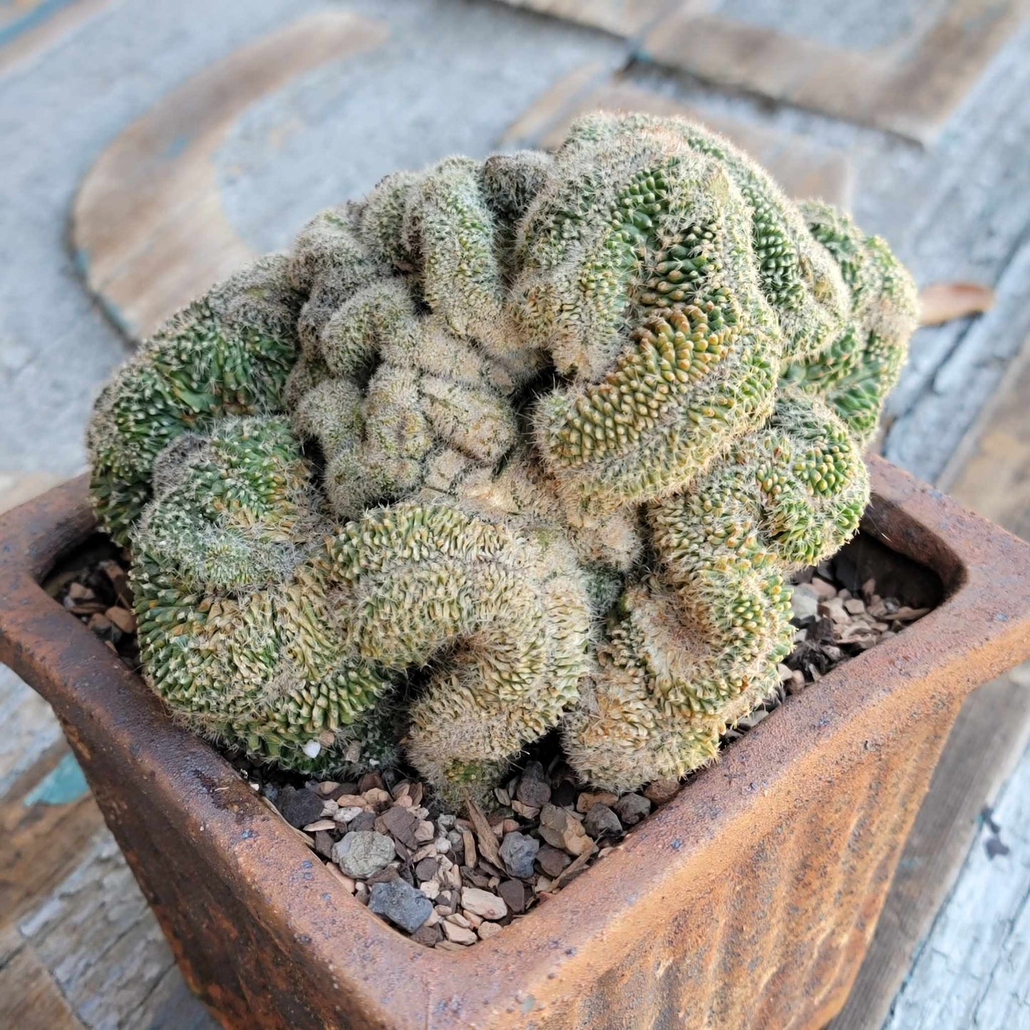 Stenocactus guerraianus f. cristatus