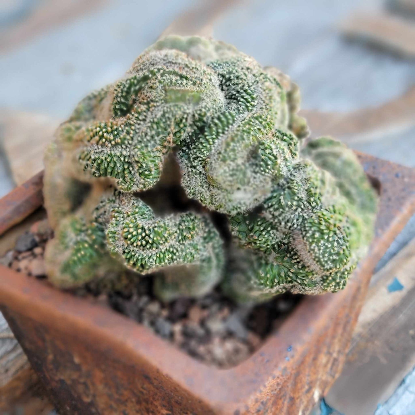 Stenocactus guerraianus f. cristatus