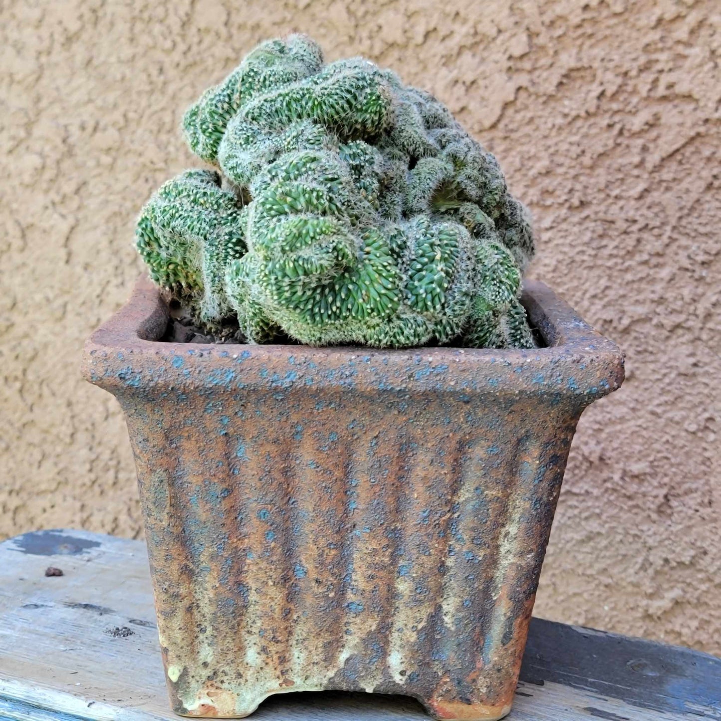 Stenocactus guerraianus f. cristatus