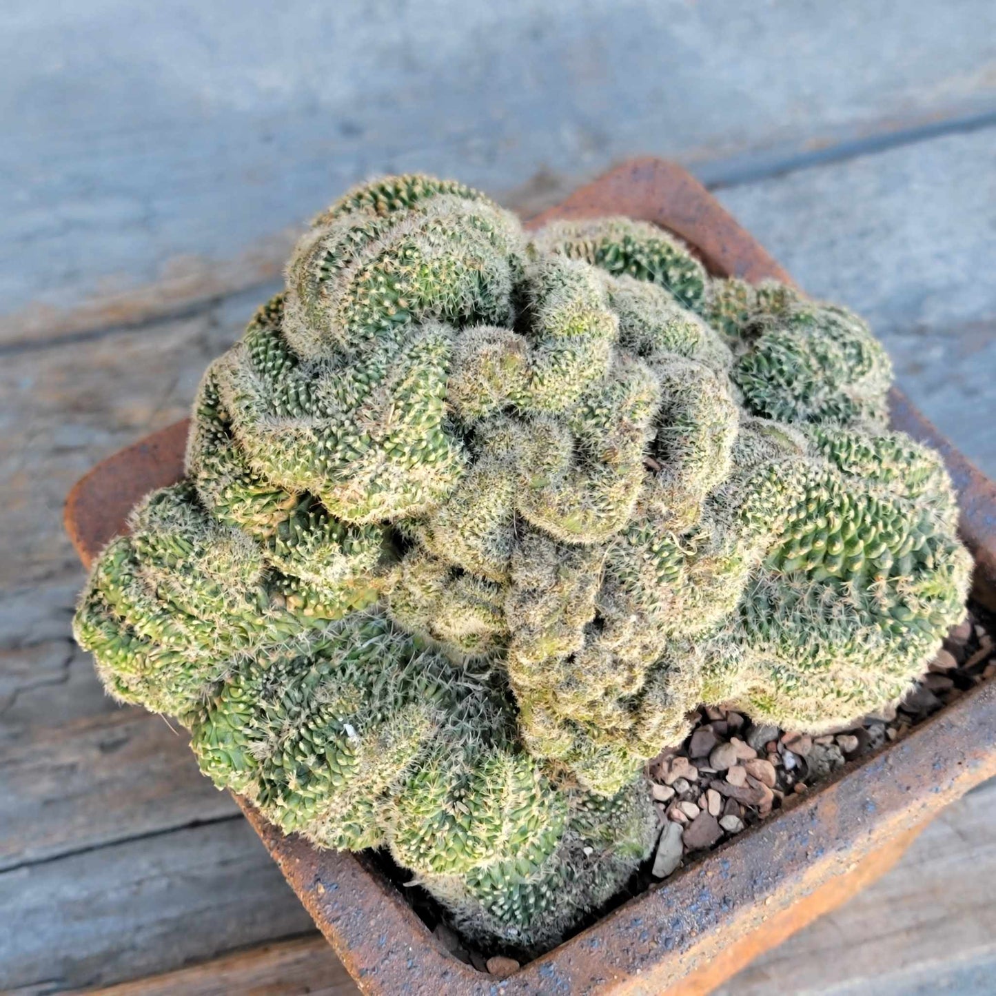 Stenocactus guerraianus f. cristatus