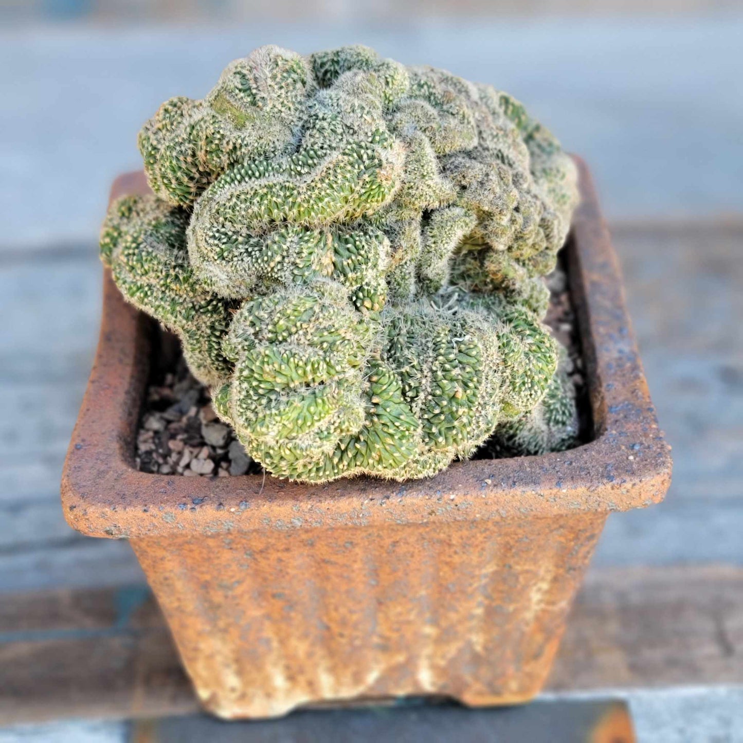 Stenocactus guerraianus f. cristatus