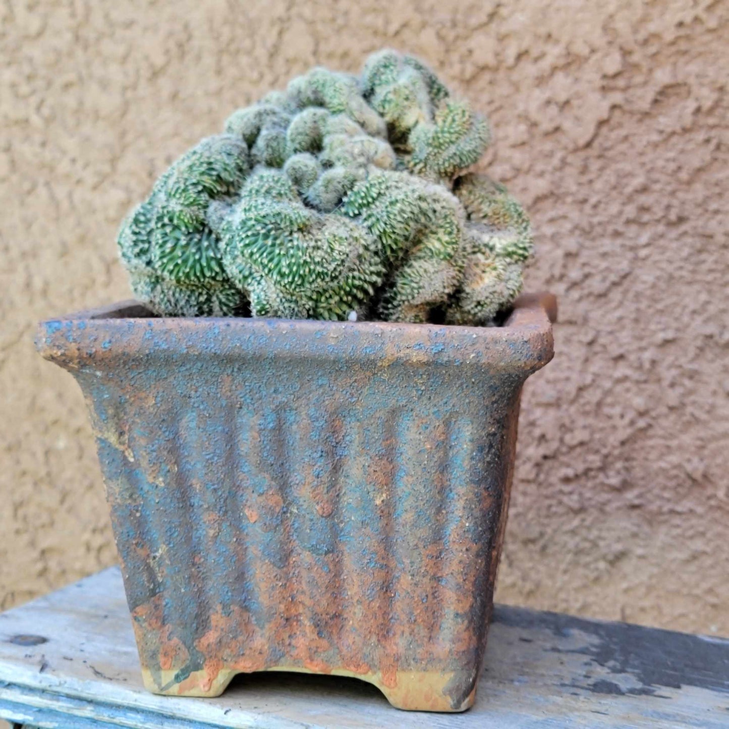 Stenocactus guerraianus f. cristatus