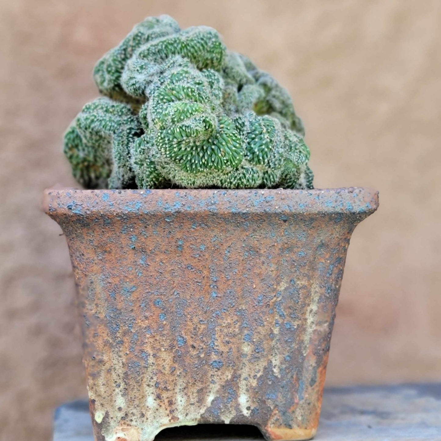 Stenocactus guerraianus f. cristatus