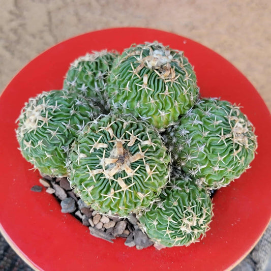 Stenocactus multicostatus - Cluster