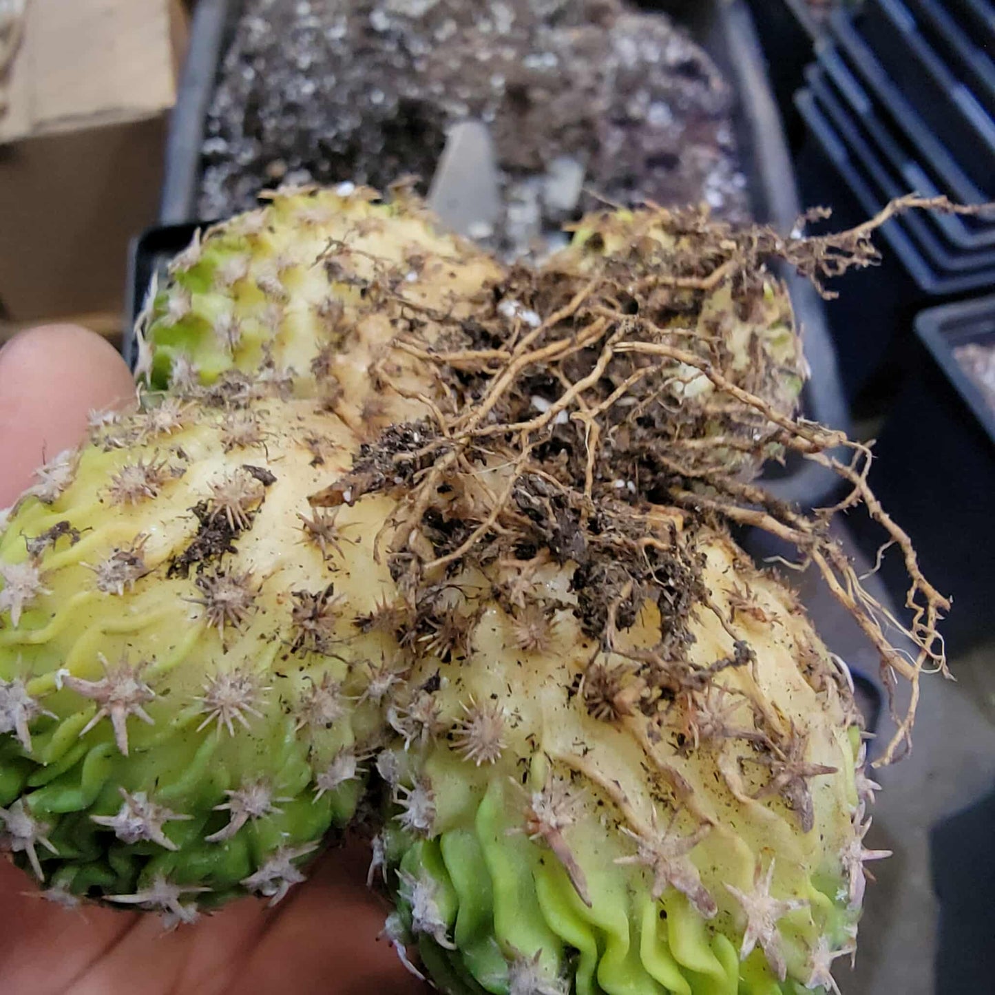 Stenocactus multicostatus - Cluster