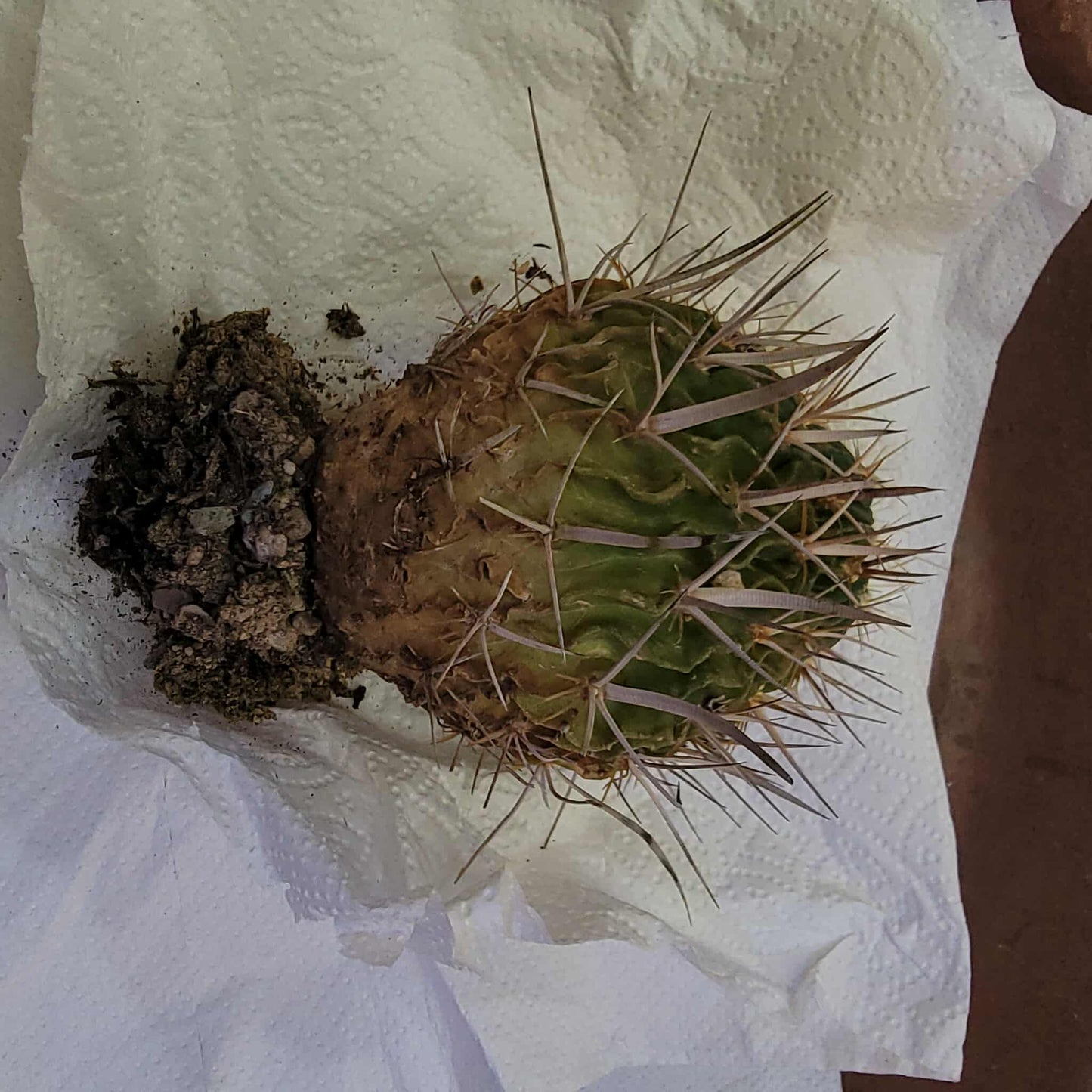 Stenocactus multicostatus subsp. Zacatecasensis