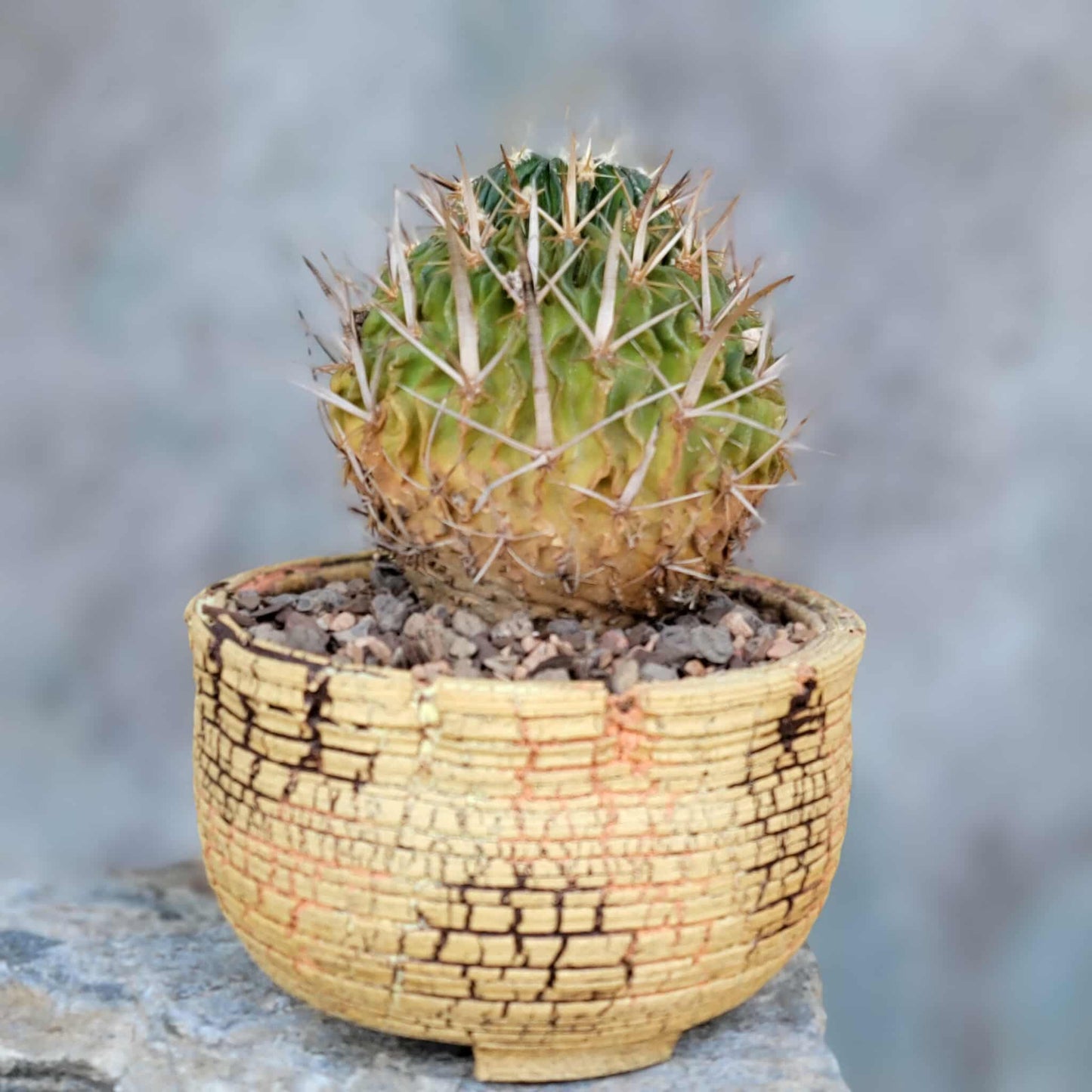 Stenocactus multicostatus subsp. Zacatecasensis