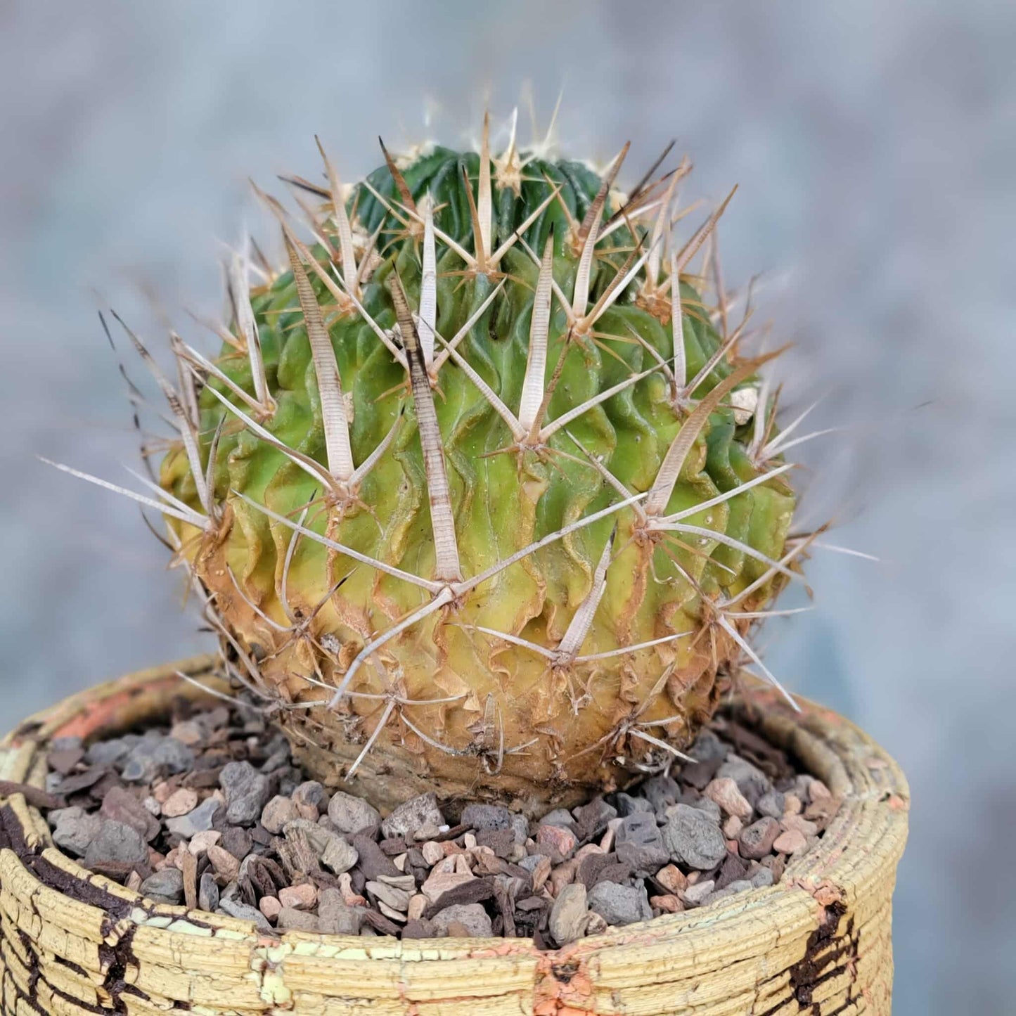 Stenocactus multicostatus subsp. Zacatecasensis